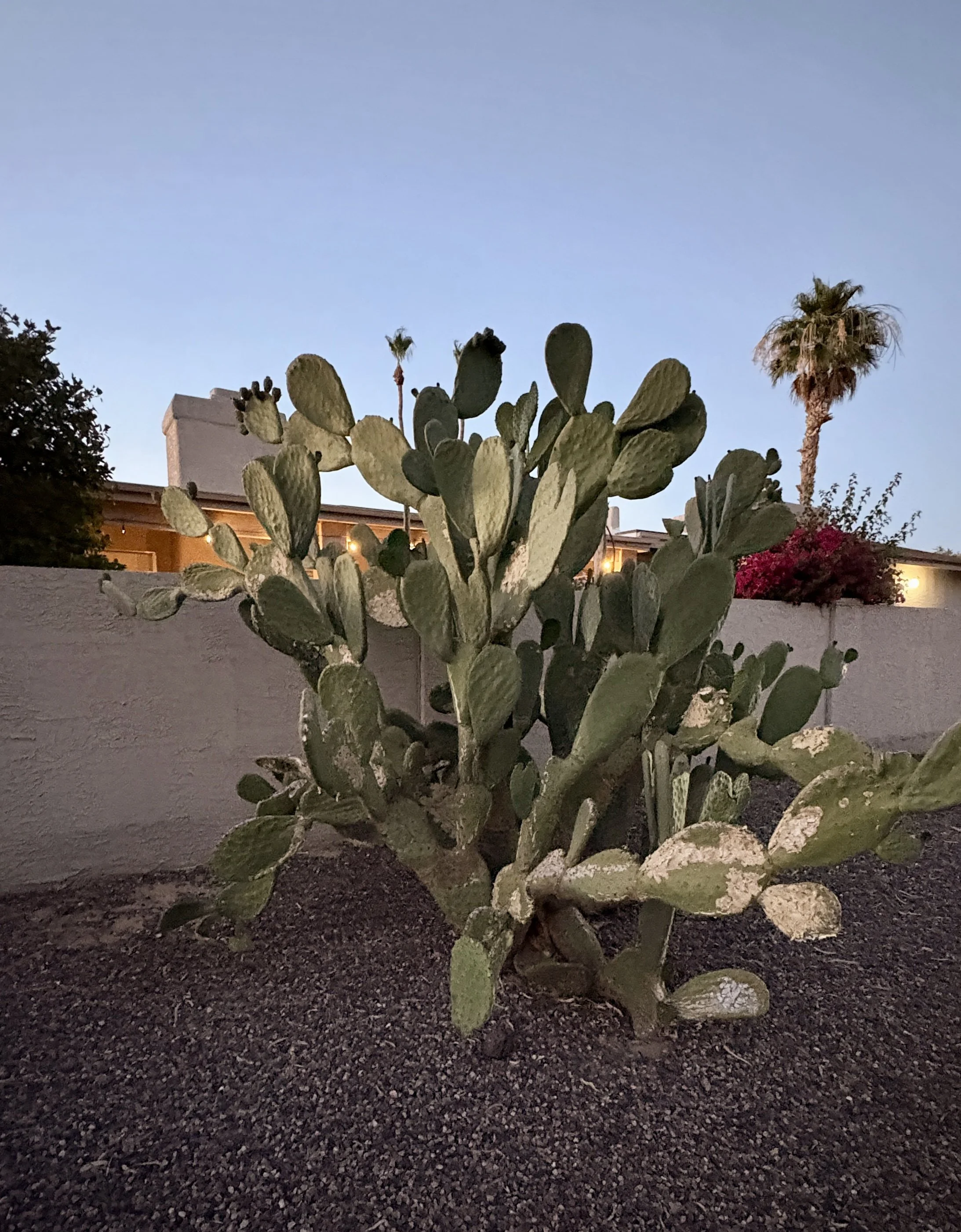 cactus 2.jpg