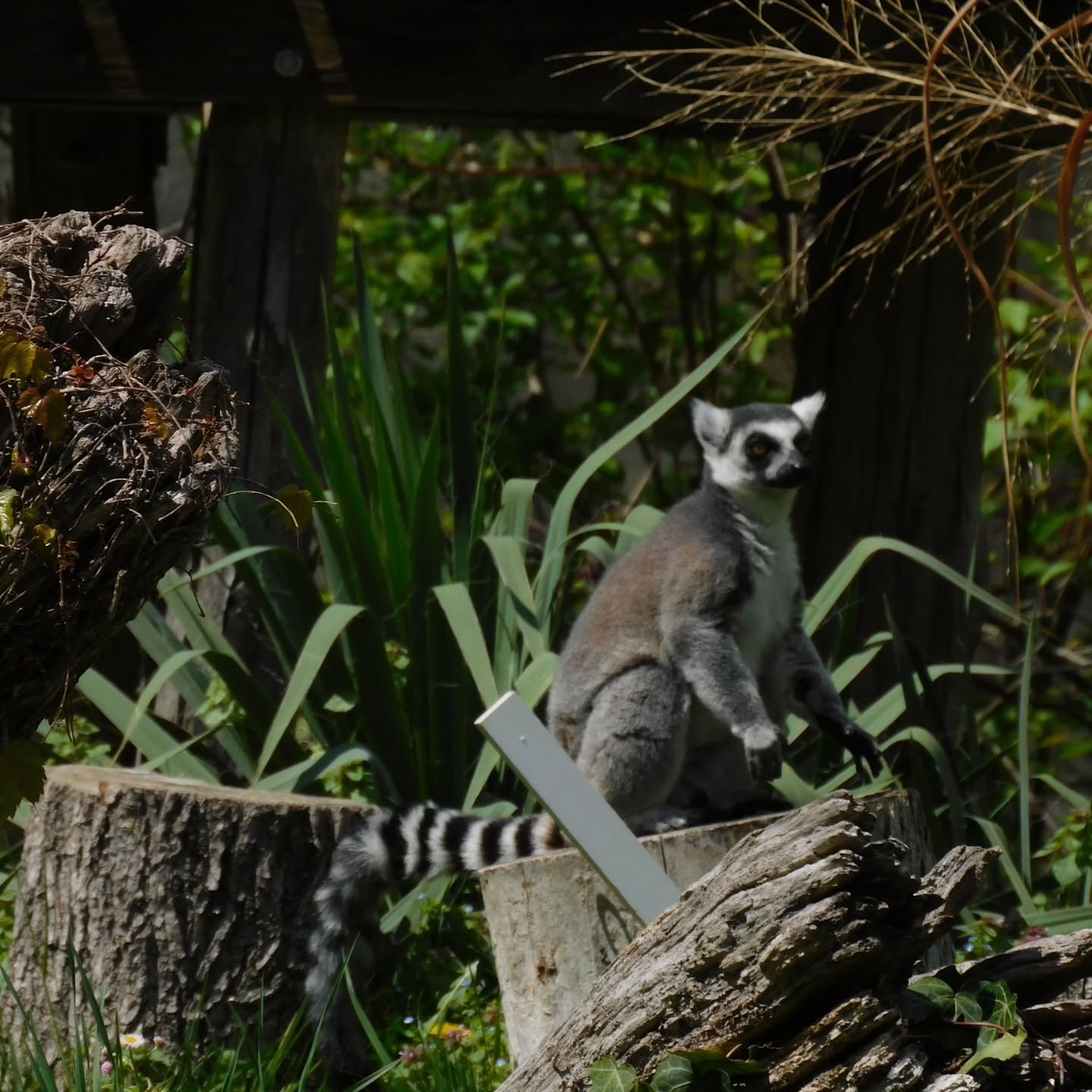 spent yesterday wandering around the national zoo in washington d.c.