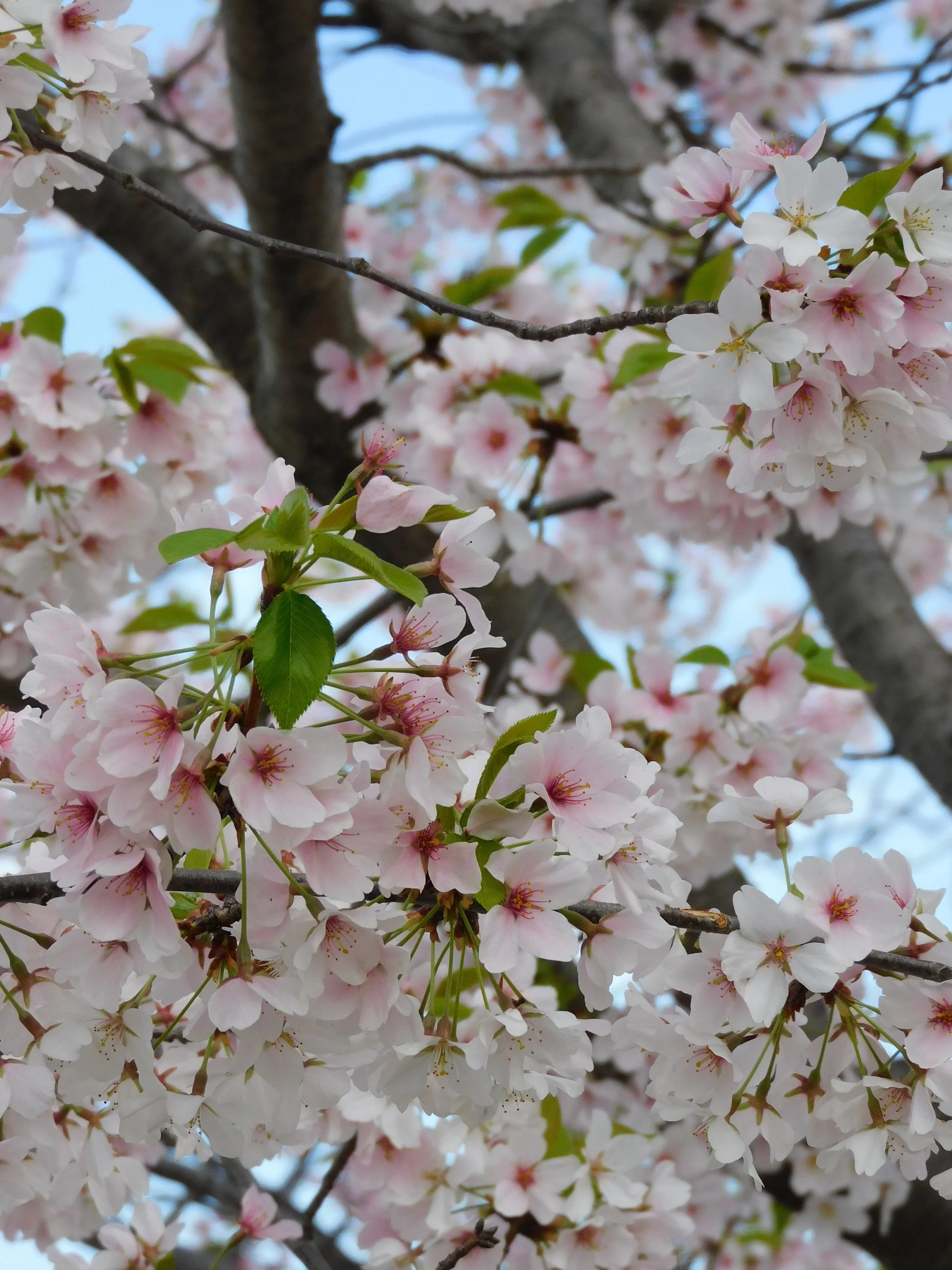 DSCN4646.JPG