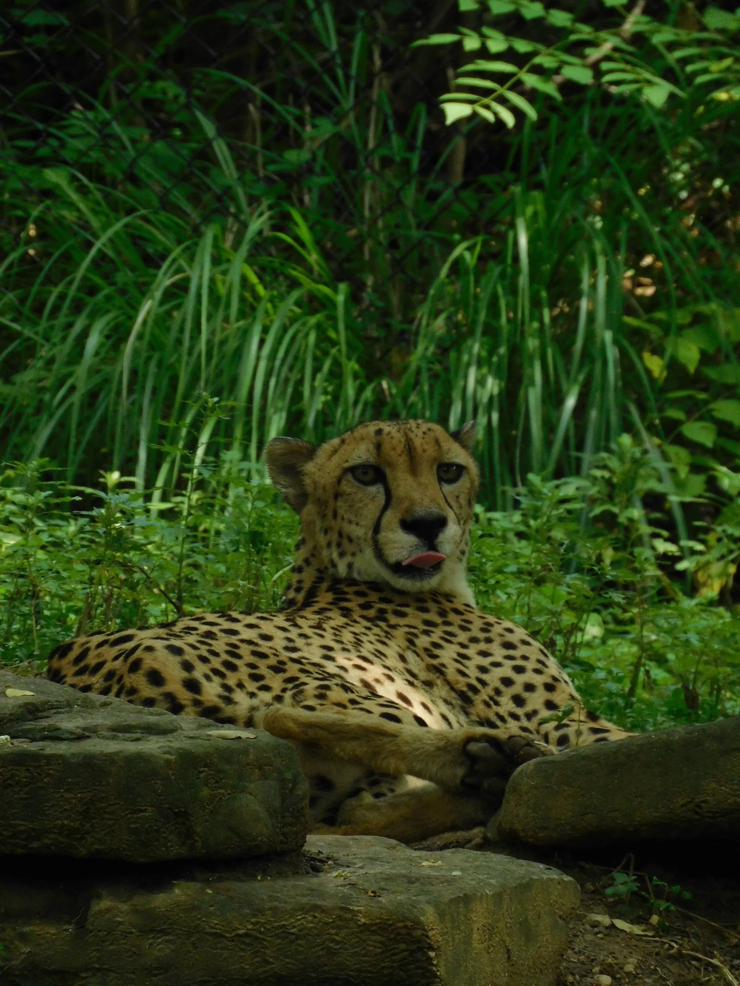 A Day at the Maryland State Zoo (July, 2026)