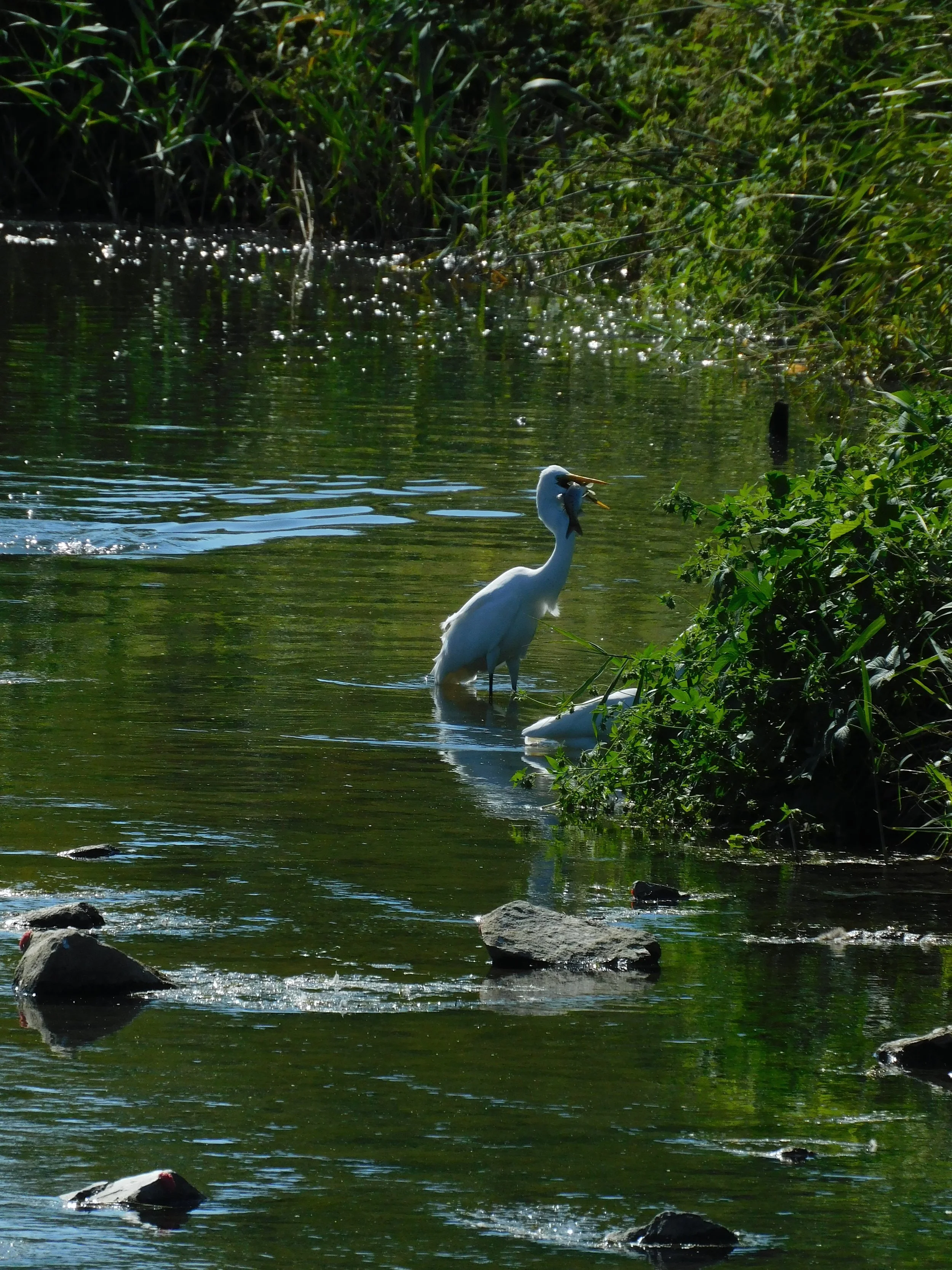 DSCN8527.JPG