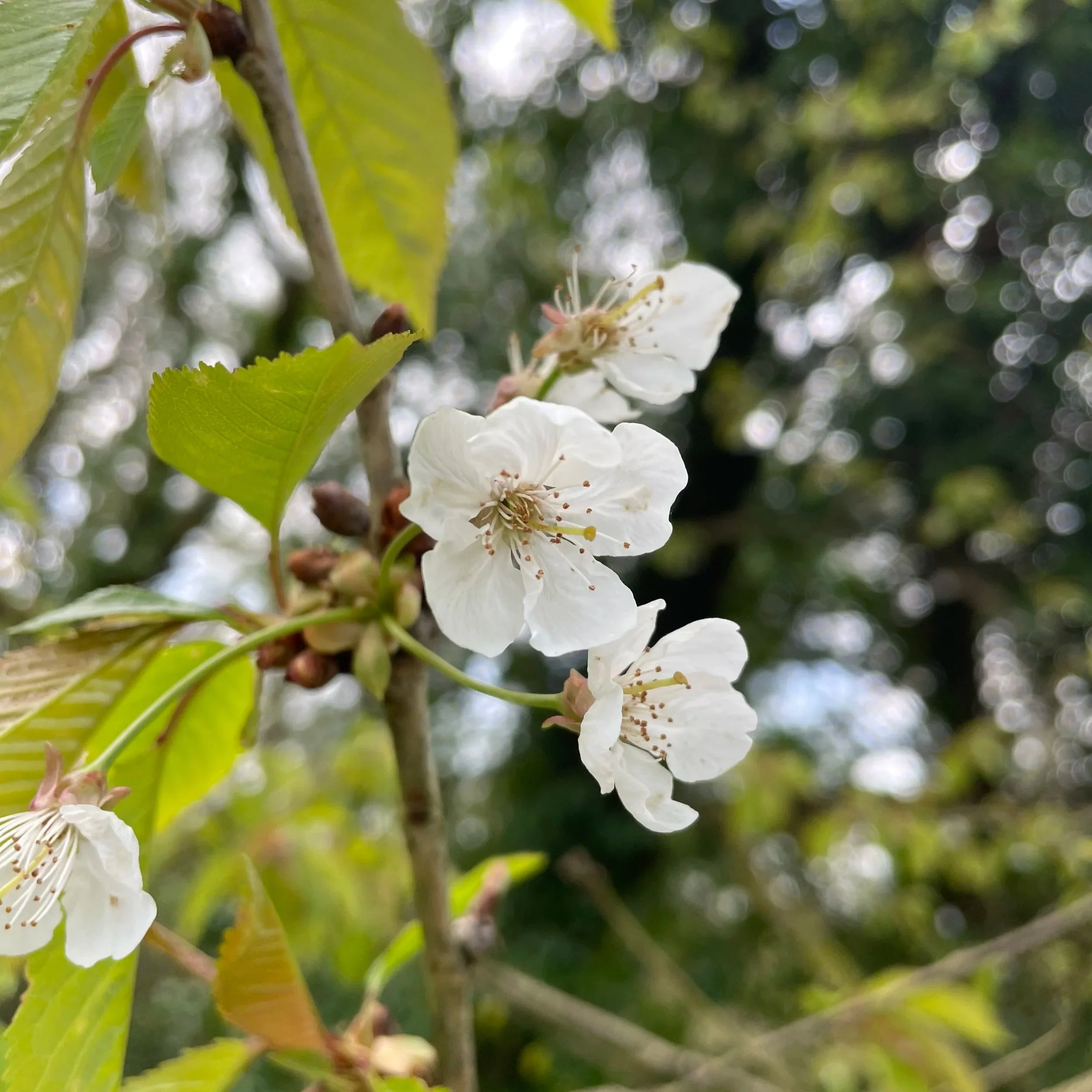 Cherry blossom