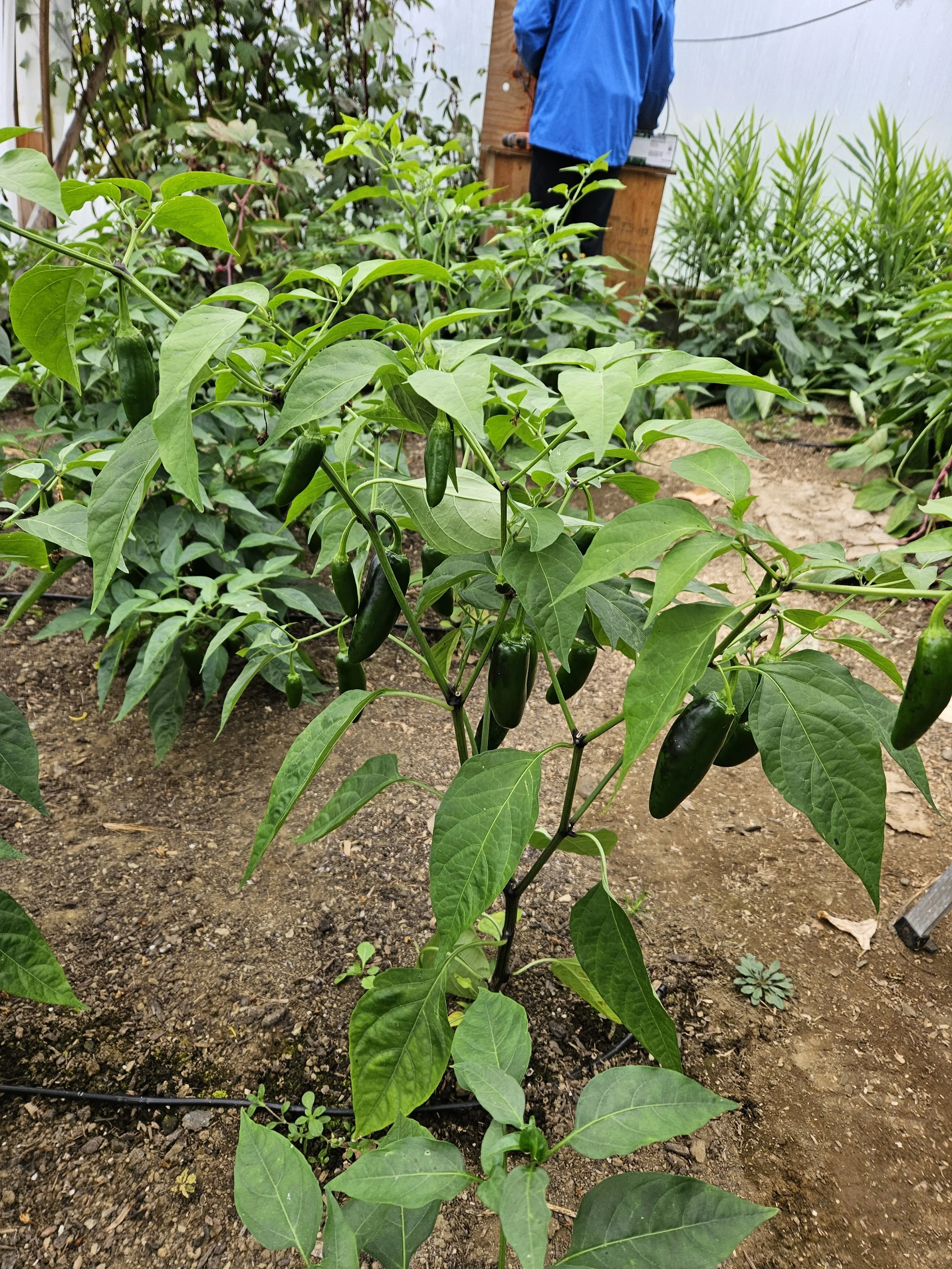 Jalapeno peppers