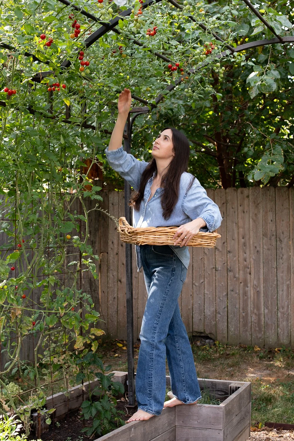 Branding Photography - Woman harvesting tomatoes by Karen Palmer, a St. Louis based Photographer