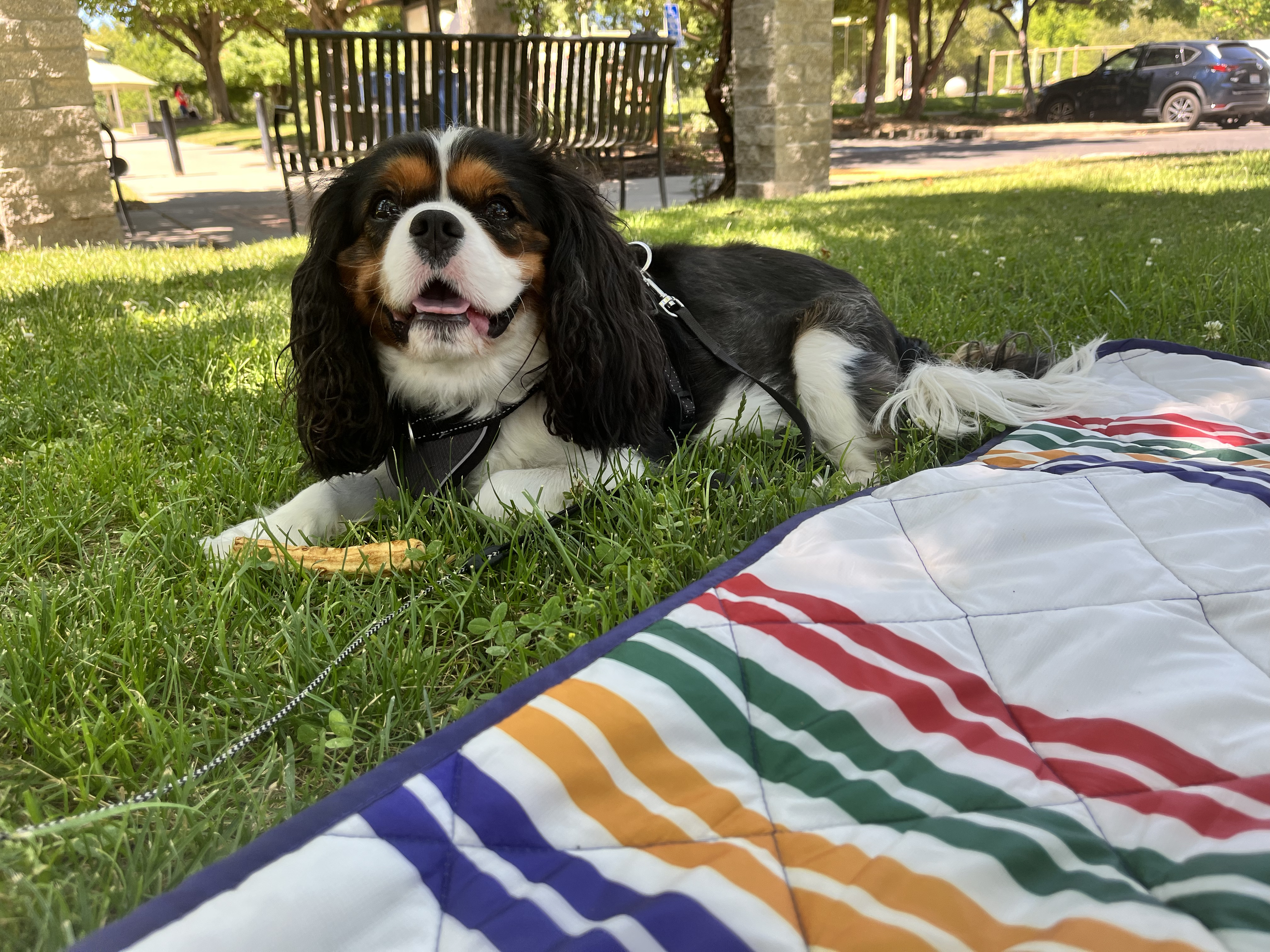 Picnic with Toby the Cavalier King Charles Spaniel 