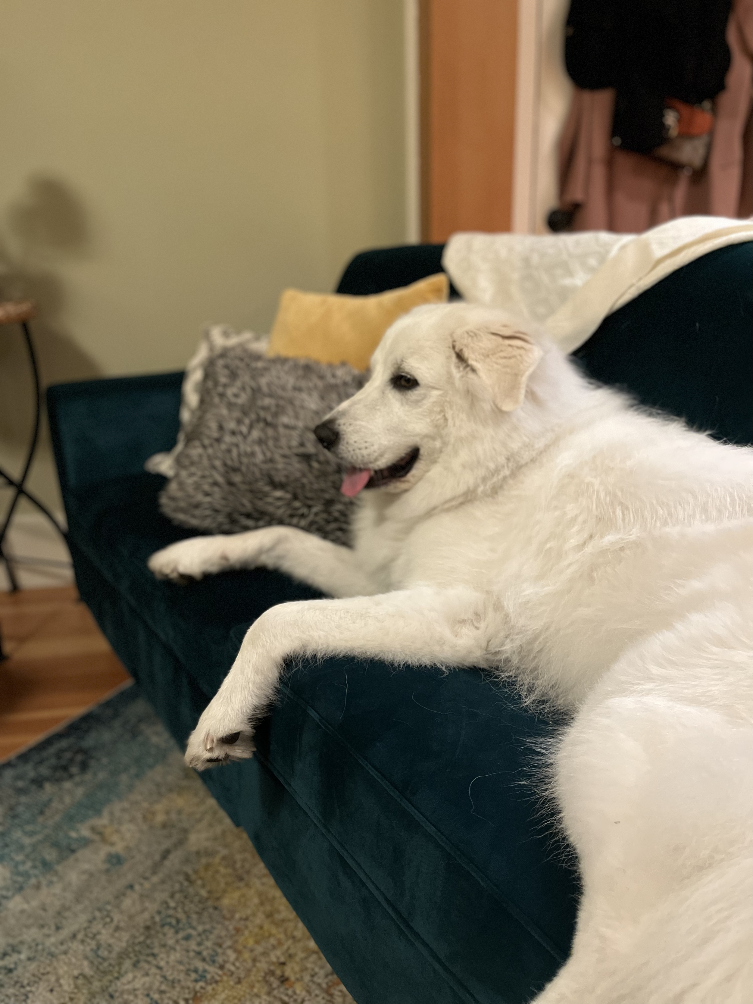 Dog-sitting Mercy the Great Pyrenees  