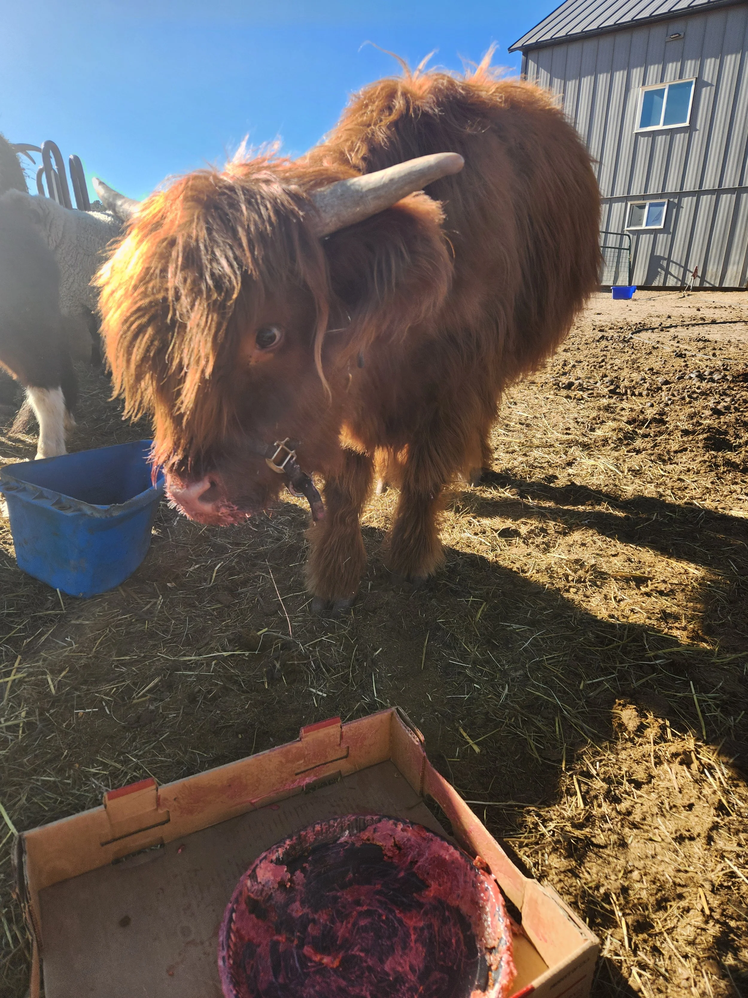 A brown Highland cow with long shaggy fur and curved horns eating from a container.