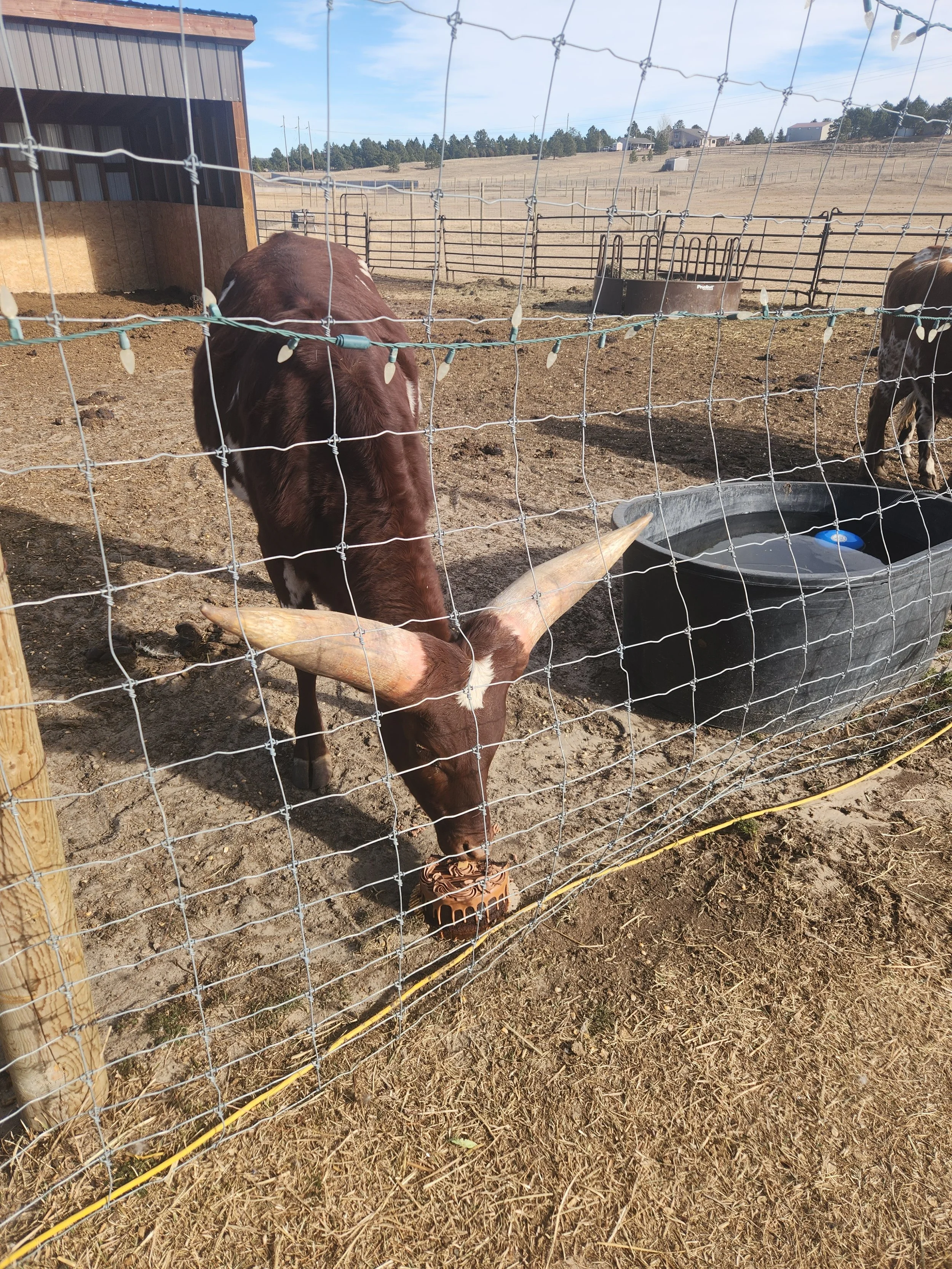A cow with large horns is standing in a dirt pen behind a wire fence. There is a black water trough and a brown brush near the cow. The background shows open fields and a few distant houses under a partly cloudy sky.