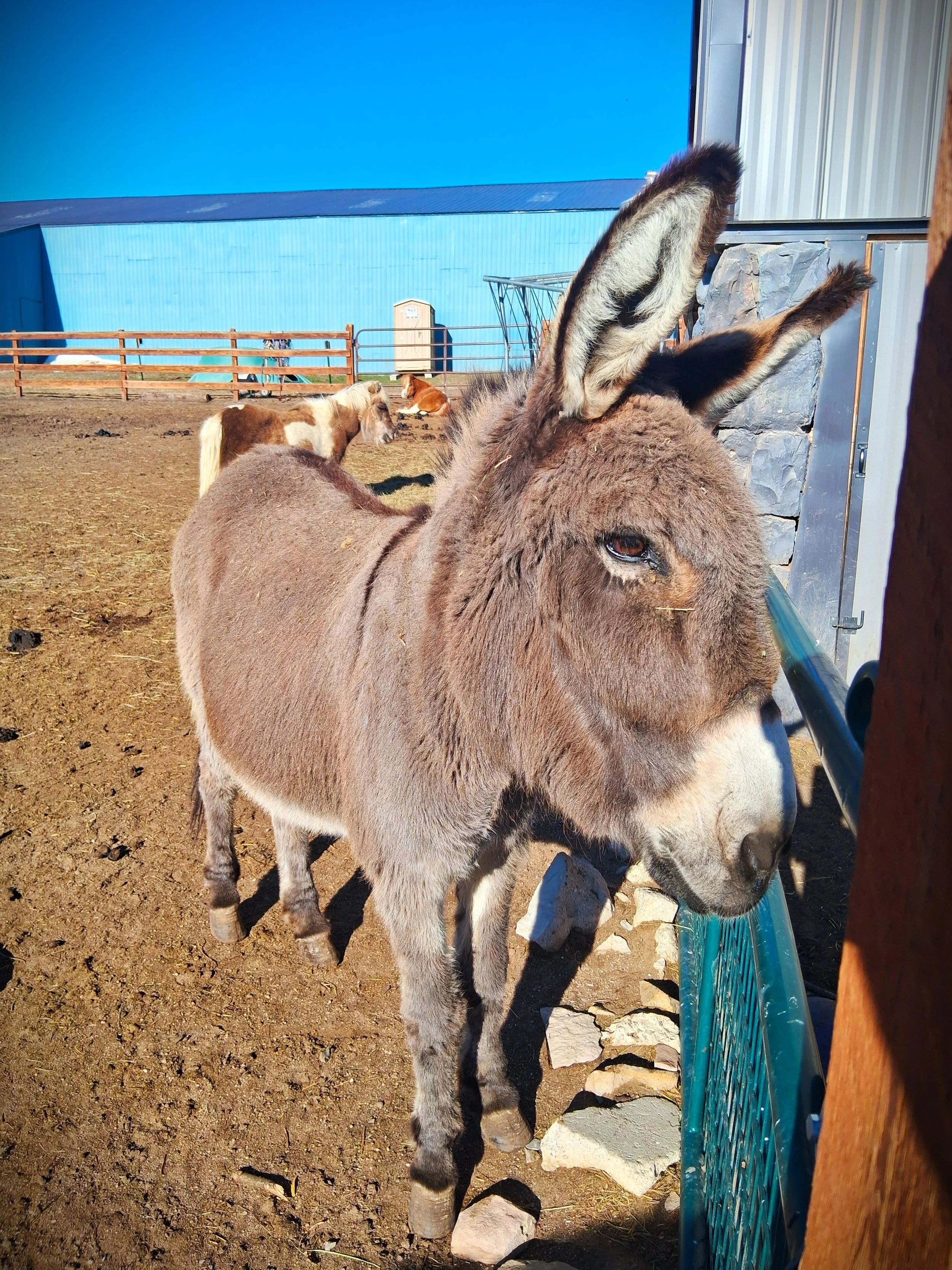 A donkey with fluffy brown fur and long ears standing near a blue fence and rocks, with other animals and a building in the background.