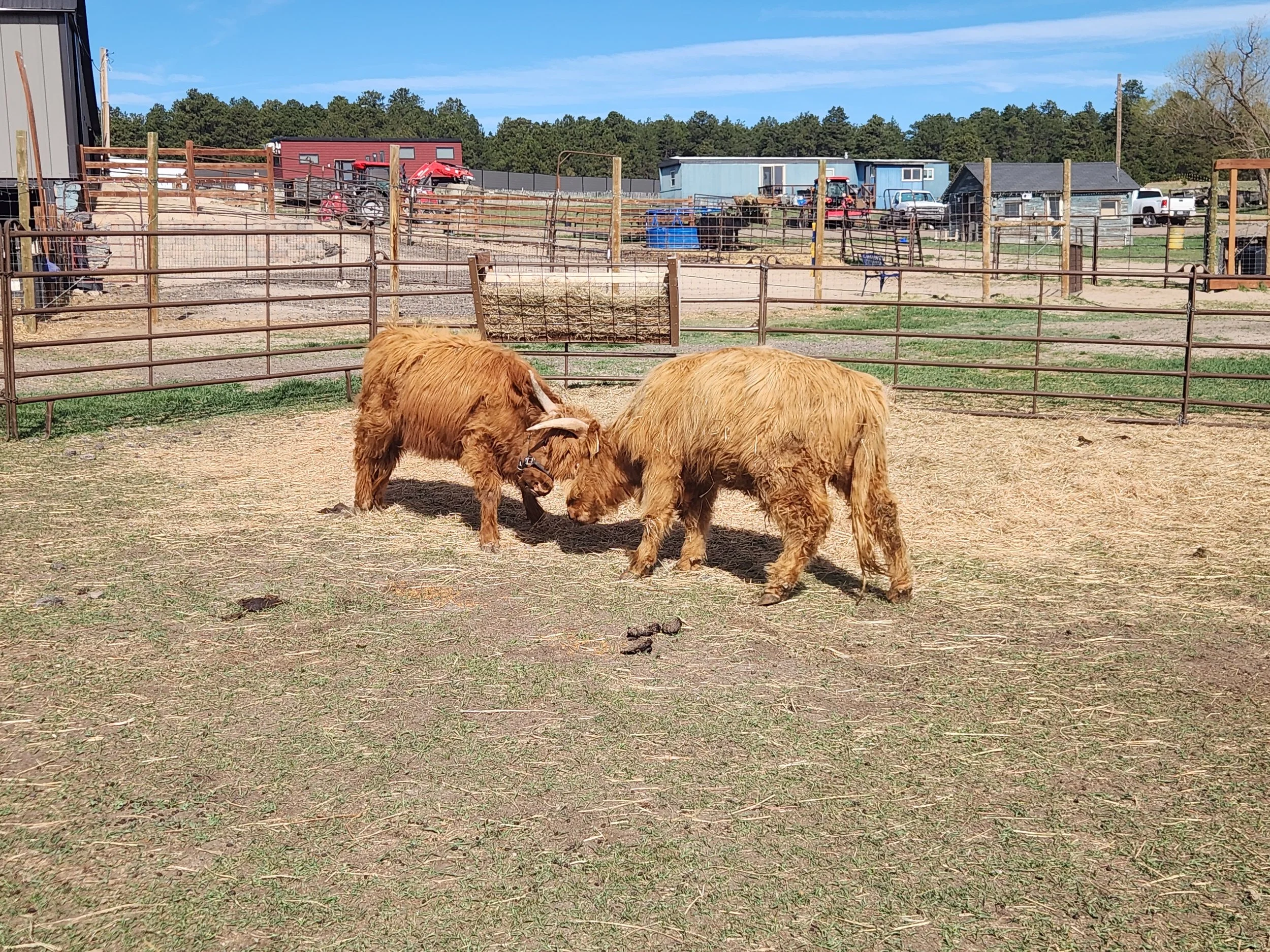 Two brown cows grazing on grass at a farm, with fences, farm structures, vehicles, and trees in the background on a sunny day.