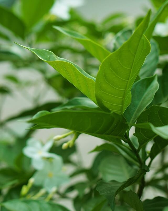 🌱 Handpicking the finest #organic tea leaves for a remarkable pure tea drinking experience in #nayuki⠀
⠀