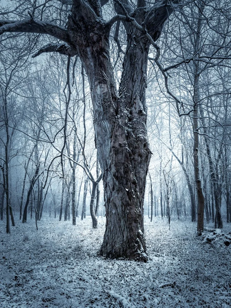 Large tree during snow. Re edit for show.-1.jpg