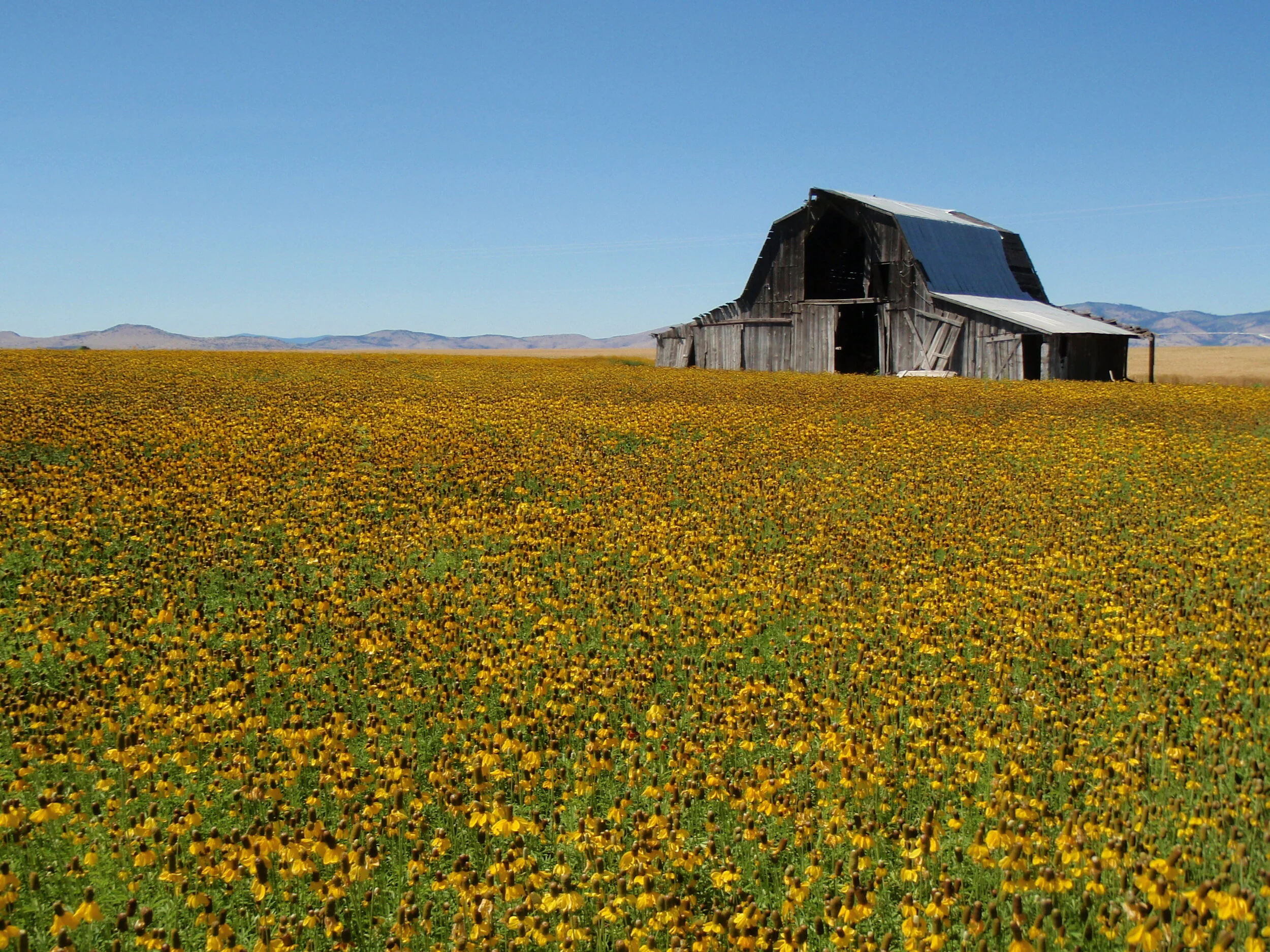 Vibberts Barnyellowflowers.JPG