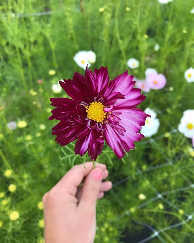 Can&rsquo;t get enough of these cosmos!  Happy Father&rsquo;s Day to all the Dads out there 🌸