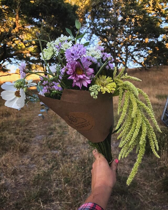 Feeling grateful for the opportunity to make beautiful things for others to enjoy! Fresh arrangements hitting Penngrove tomorrow morning and there&rsquo;s still time to sign up for a bouquet subscription!
.
.
#sonomamountain #freshcutflowers #slowflo