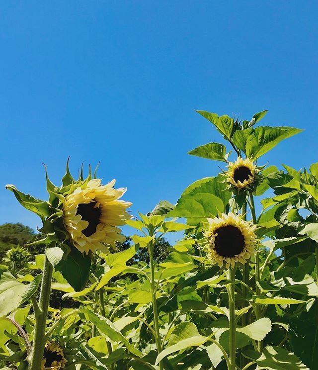 Summer season flowers comin in HOT!  Can&rsquo;t wait to play with more sunflowers for our bouquet orders this week! 🌻 .
.
#sonomamountainflowers #sonomamountain #sonomacounty #sunflowers #helianthus #sunshine #summerblooms #summer #freshcut #cutflo