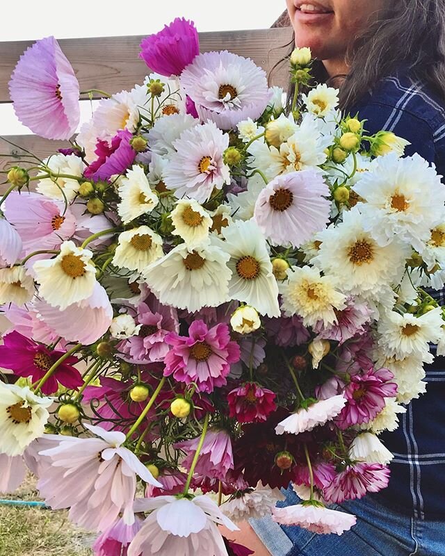 Crushin&rsquo; on Cosmos! You know you are too! Order yourself a bundle of this joy! 😍 .
.
#sonomamountainflowers #sonomamountain #flowerfarm #femalefarmers #cosmos #doubleclickcosmos #cupcakesandsaucerscosmos #slowflowers #localflowers
