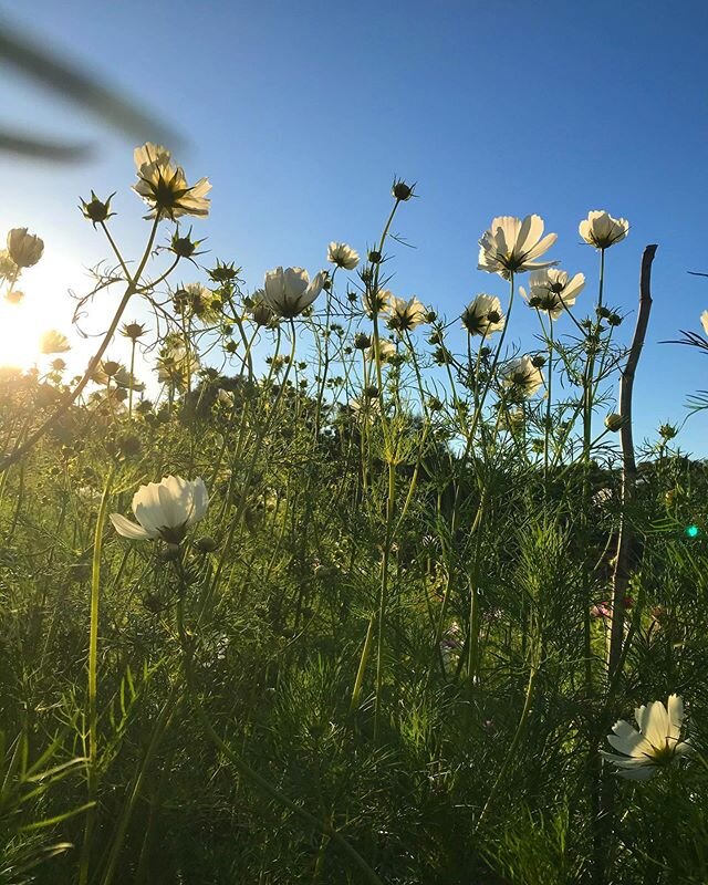 A favorite hangout spot is underneath the cosmos.  #cantstopwontstop loving these powerhouse blooms!