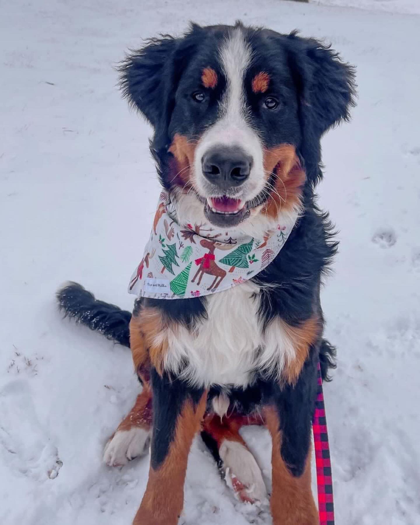 Today&rsquo;s the last day to order for guaranteed delivery before Christmas!🎄

Thank you so much to everyone who supported us this holiday season ❤️

Ranger is wearing our Winter Woodland Friends bandana in a size Medium/Large tie on❤️

#majorandmi