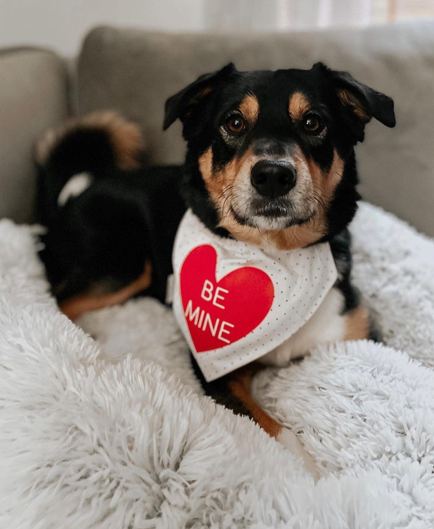 Our Valentines Collection is available now on our website ❤️

Rio is wearing one of our favorites from the collection Candy Hearts on Dots in a size Medium Over the Collar❤️

#majorandmillie #shopsmall #smallbusiness #dogbandana #valentines #candyhea