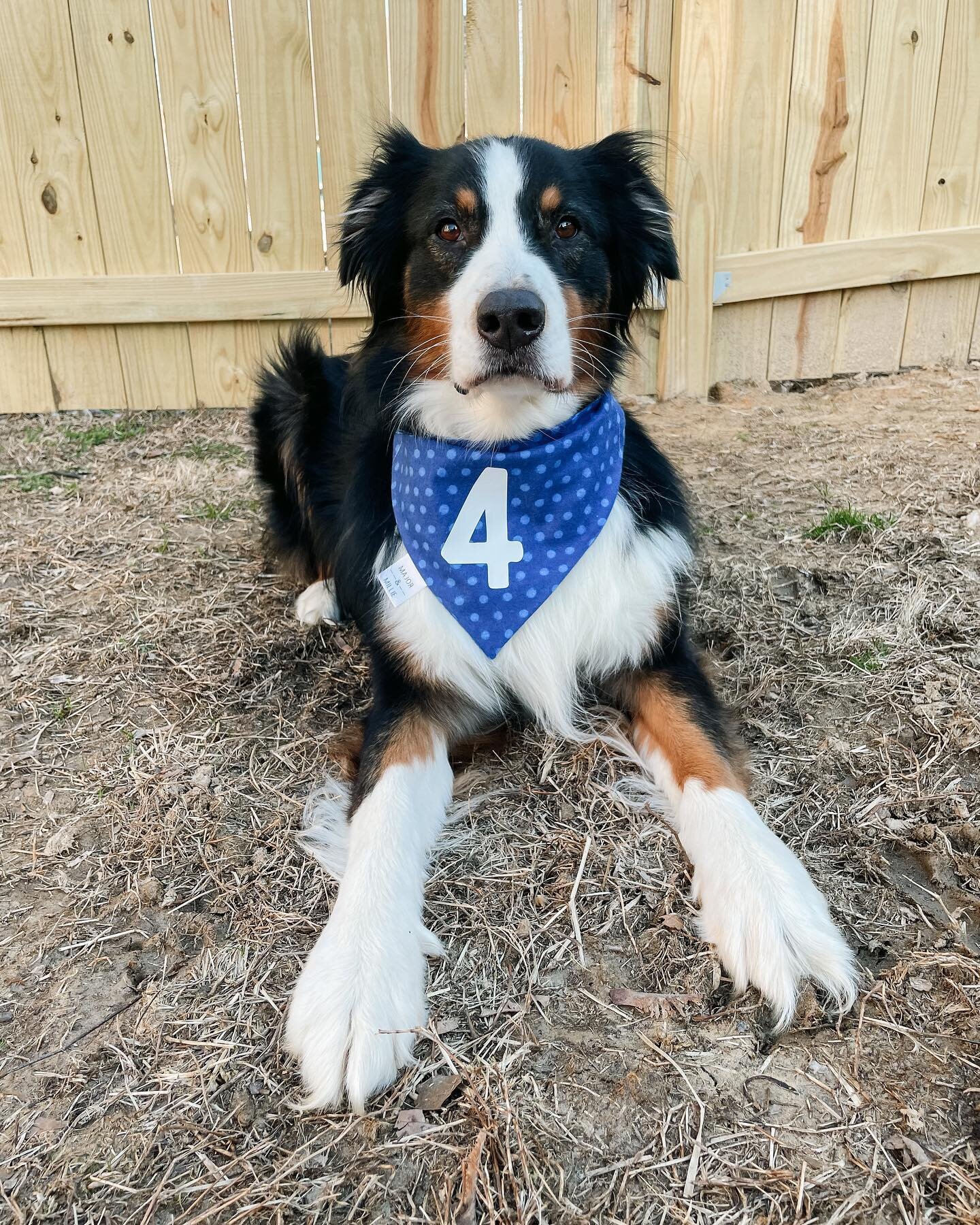 Fluffy and FOUR 💙

Happy 4th Birthday to my Major Bean🐾 I can&rsquo;t believe how fast he has grown up! He is an amazing older brother to Millie always sharing his dog bed and toys🎾

Use code MAJOR4 for $4 off orders $25+ 🎁

Some fun facts about 