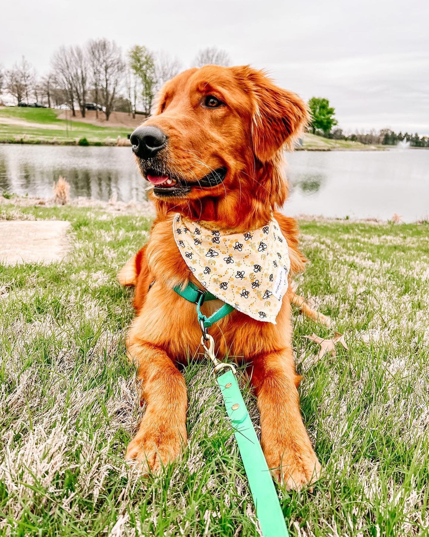Bee positive 💛

Cash is wearing our Busy Bee bandana in a size Medium/Large tie on 🐝

#majorandmillie #shopsmall #smallbusiness #dogbandana #busybee #bee