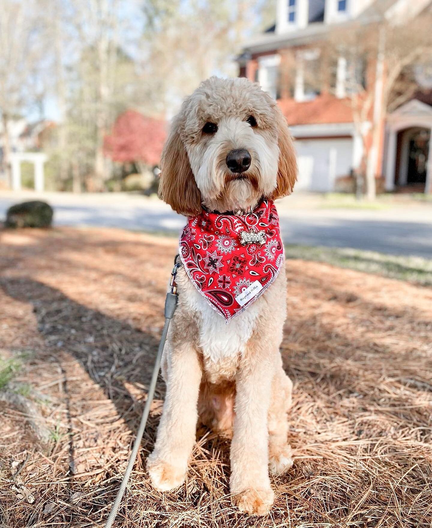 Red Paisley❤️

Cannoli is wearing a size Medium/Large tie on bandana. This bandana is perfect for everyday wear all year round🐾 

Only two days left to order for Easter!

#majorandmillie #dogbandana #shopsmall #smallbusiness #redpaisley