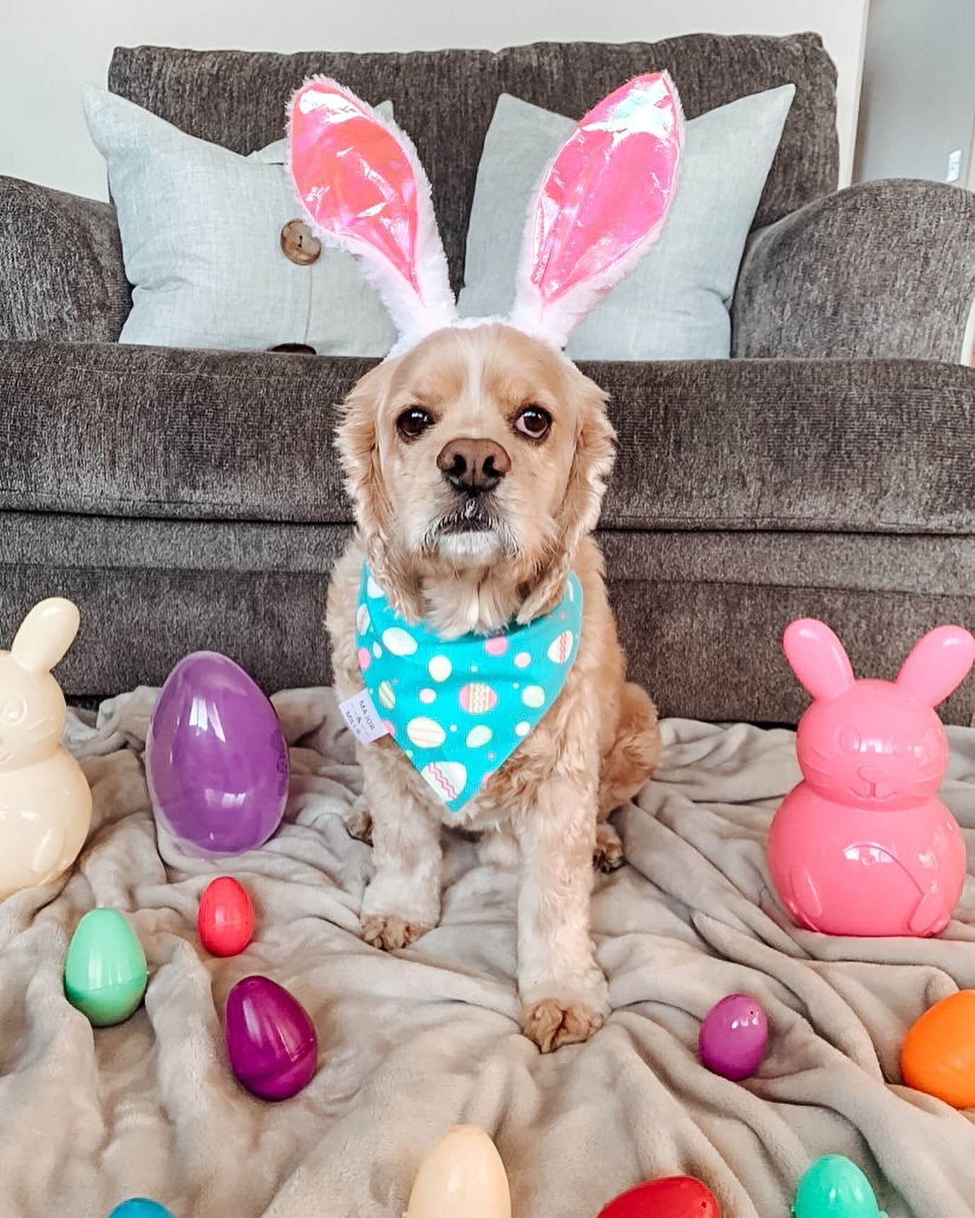 Why shouldn&rsquo;t you tell an Easter egg a joke? 

It might crack up! 

Kirby is wearing our Easter Eggs bandana in a size small over the collar💗

Tomorrow&rsquo;s the last day to order for Easter!

#majorandmillie #shopsmall #smallbusiness #dogba
