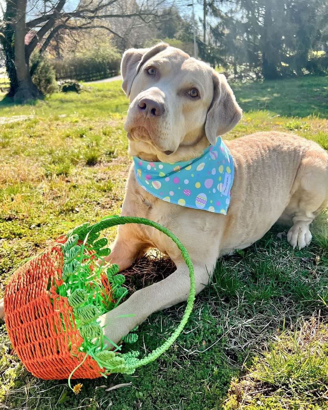 HOPPY EASTER 🐣💗

Did the Easter Bunny bring your pup anything? 

Quint got some new bandanas 😊

We hope you all have an amazing day full of treats and love!

#majorandmillie #shopsmall #dogbandana #smallbusiness #easter