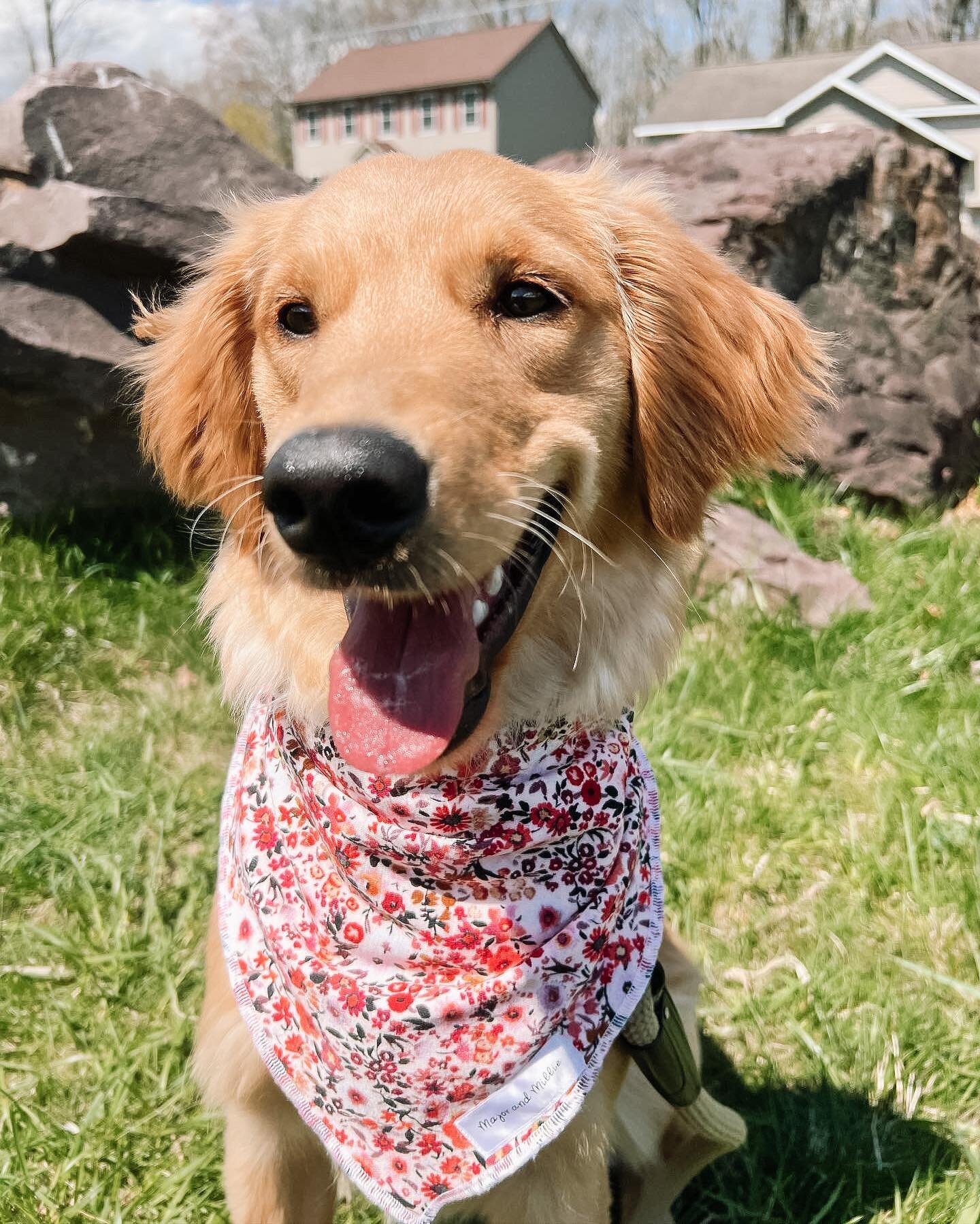 Happy Monday💗

Butter is wearing our Tiny Floral bandana in a size Medium/Large tie on🌸

#majorandmillie #shopsmall #smallbusiness #dogbandana #floral