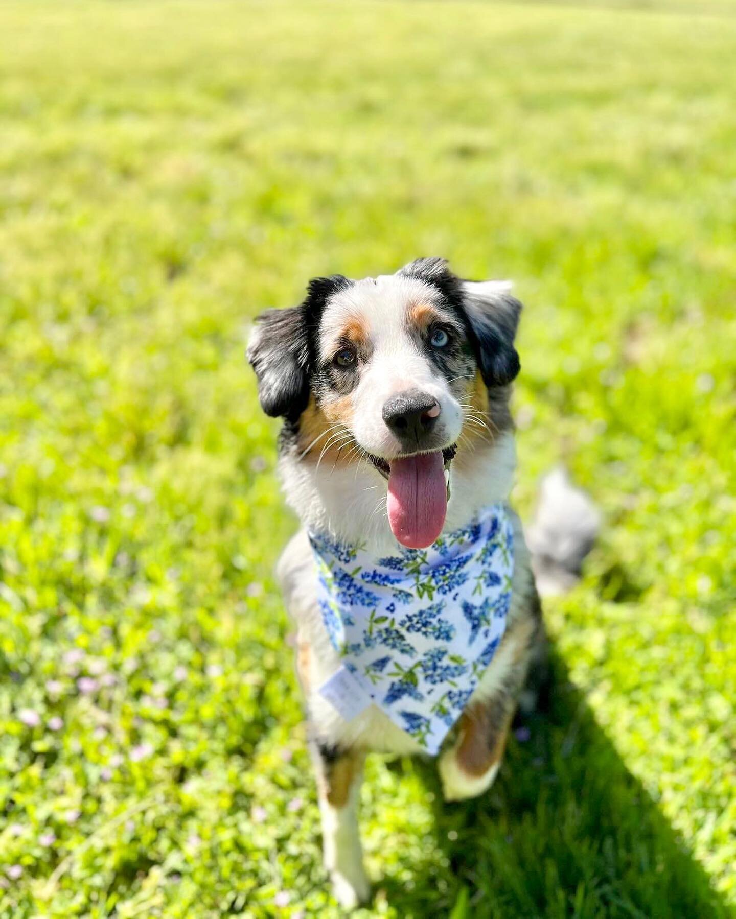 Sunshine and bluebonnets are my favorite accessories💙

@thetinytormentor is wearing a size small over the collar bandana!

#majorandmillie #shopsmall #smallbusiness #bluebonnet #dogmodel #dogaccessories