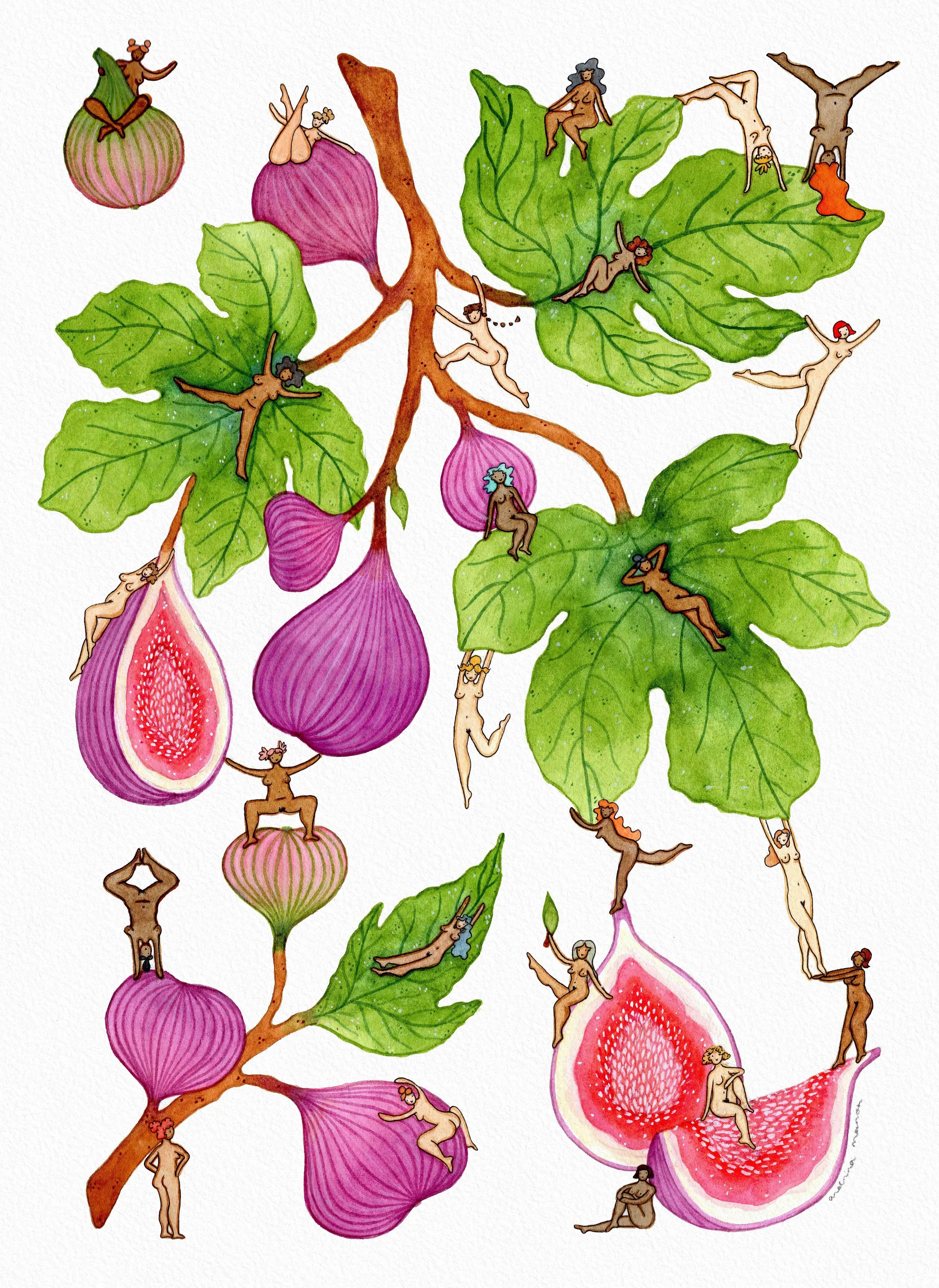 Fig Study Art Print