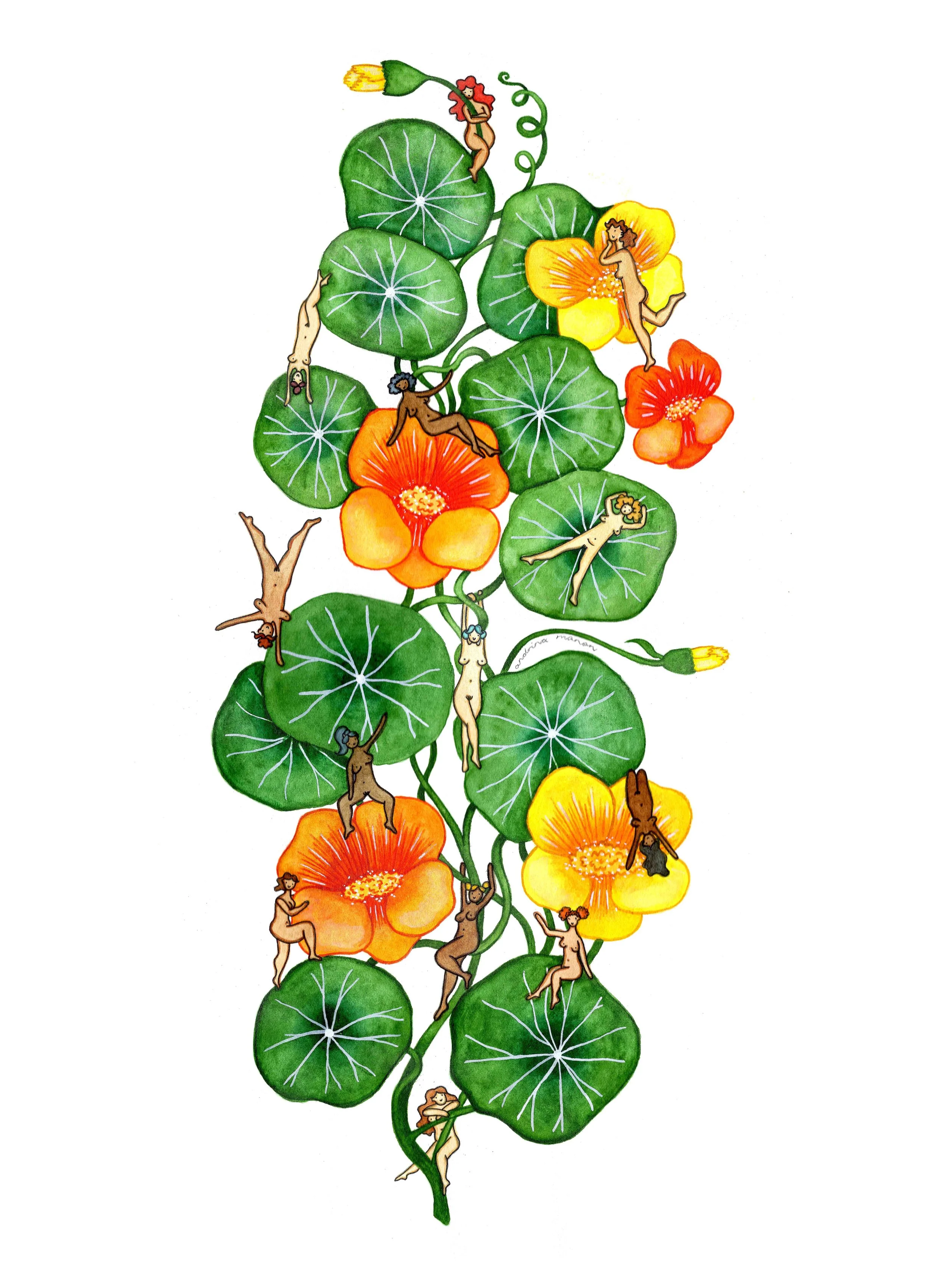 Nasturtium Art Print