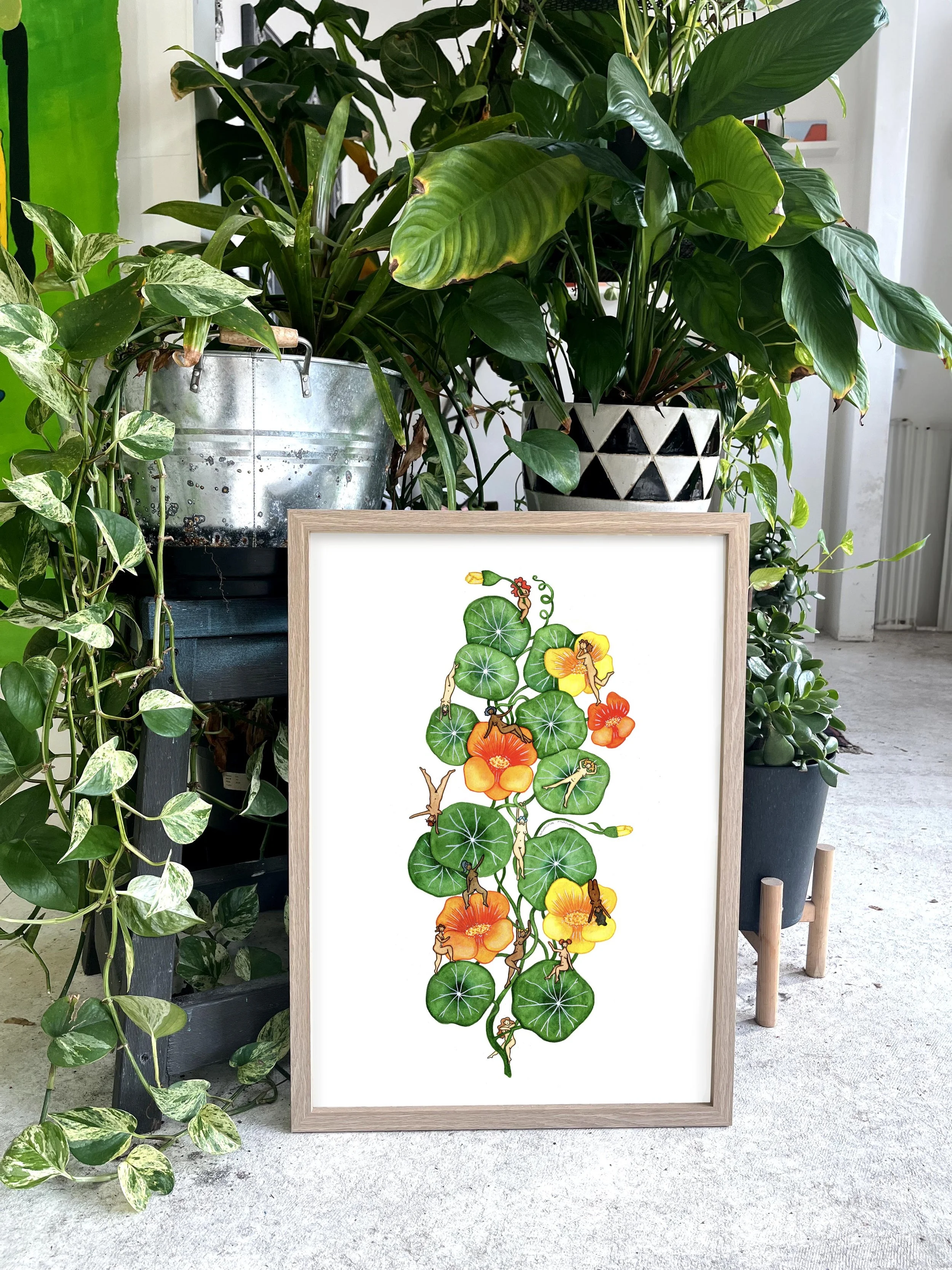 nasturtium 3.jpg