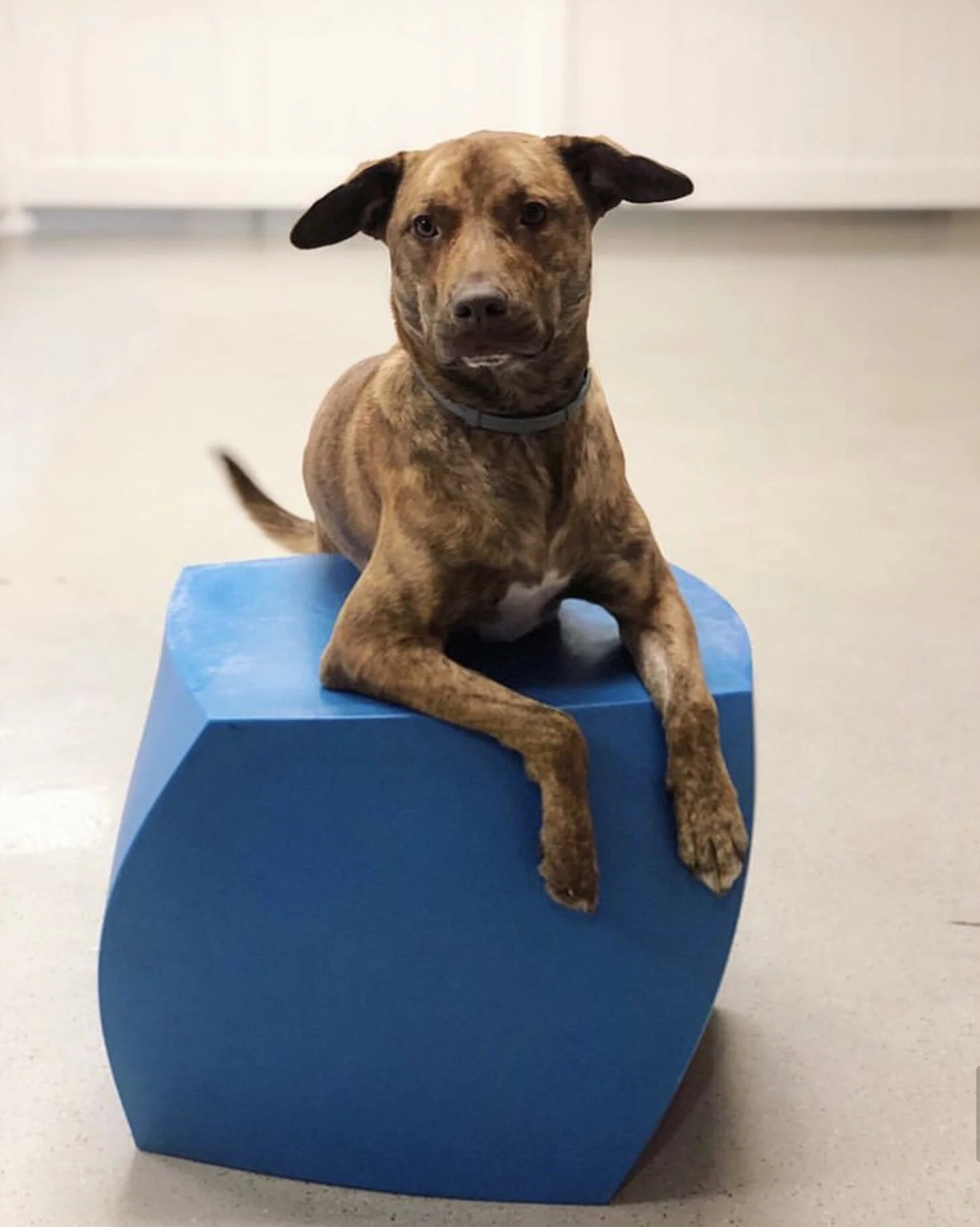 pupculture