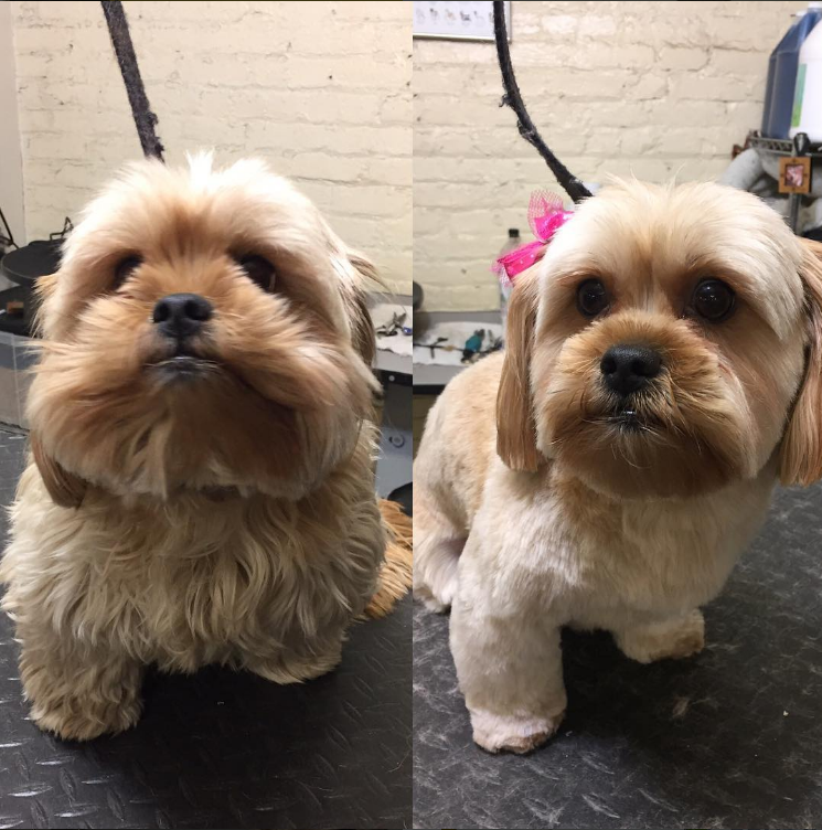 Picture of Grooming — Home