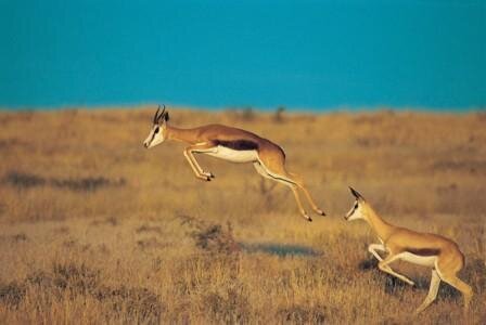 Antelopes (web).jpg