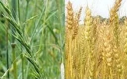 The Maturity of Both Good and Evil