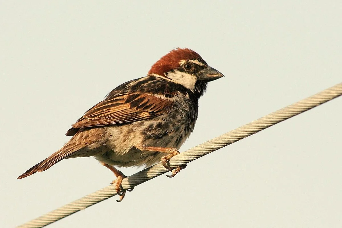 His Eye is On the Sparrow
