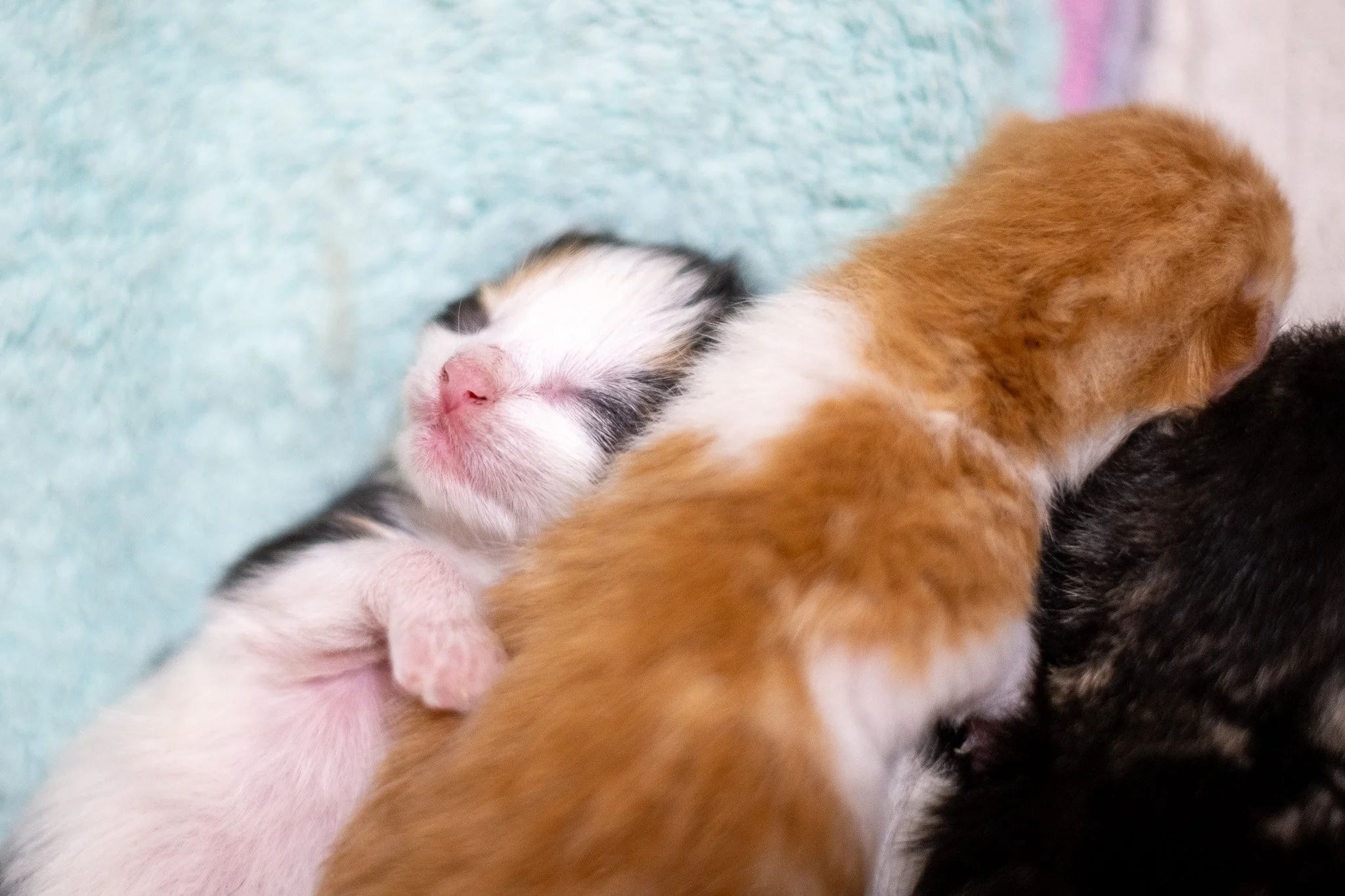 Pickles Kittens 070525-37.jpg
