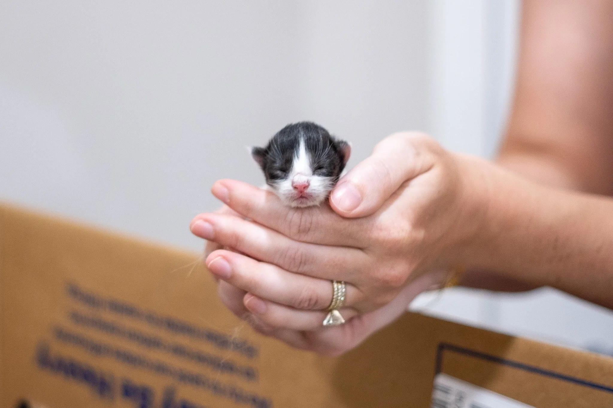 Pickles Kittens 070525-02.jpg