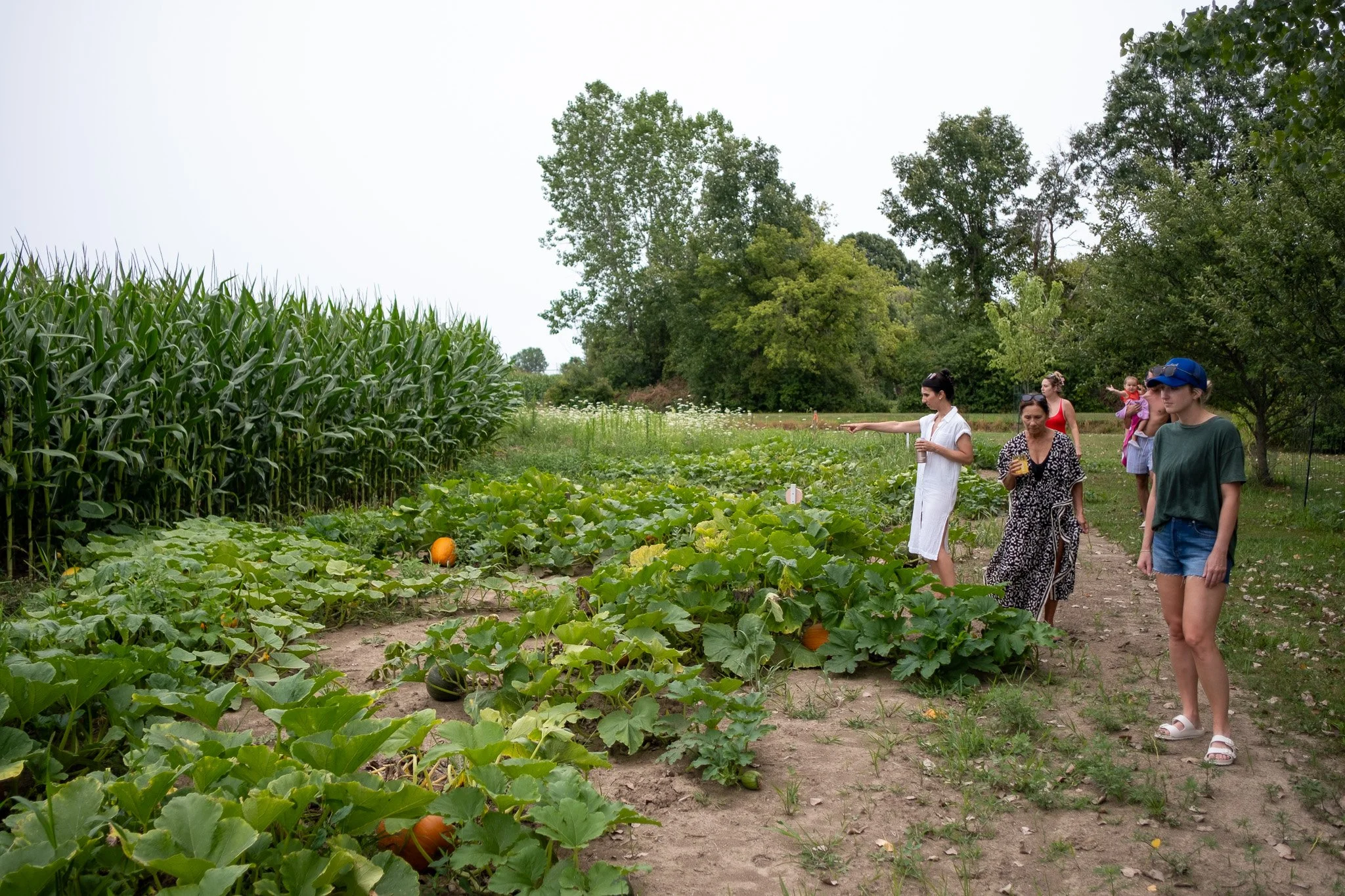Pool Day Garden Pumpkins 080926-19.jpg