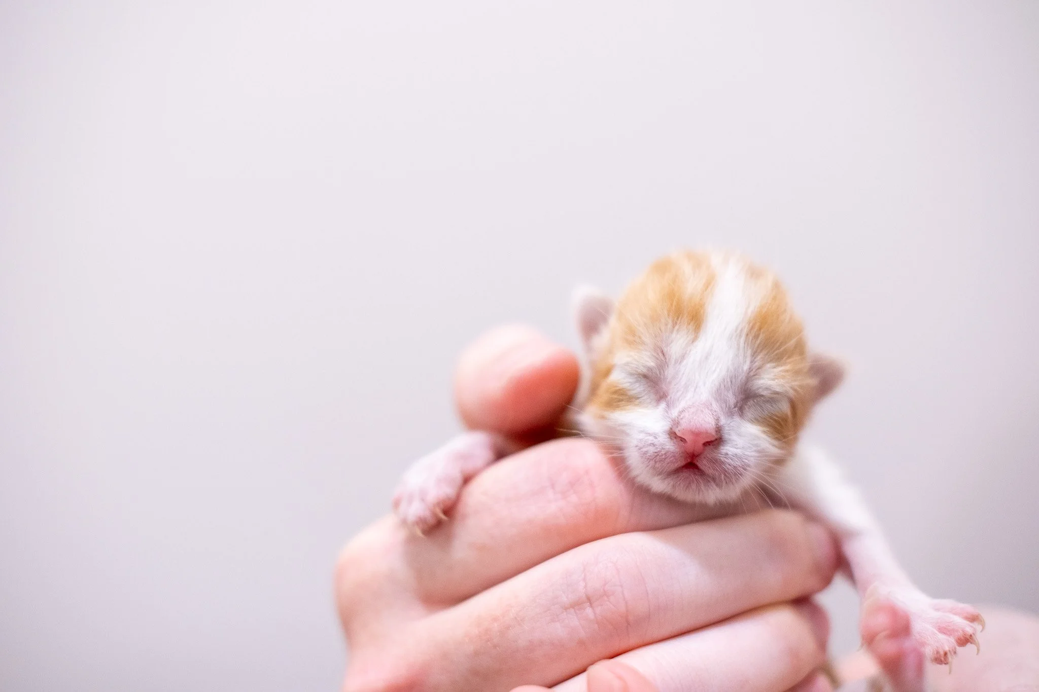 Pickles Kittens 070525-23.jpg