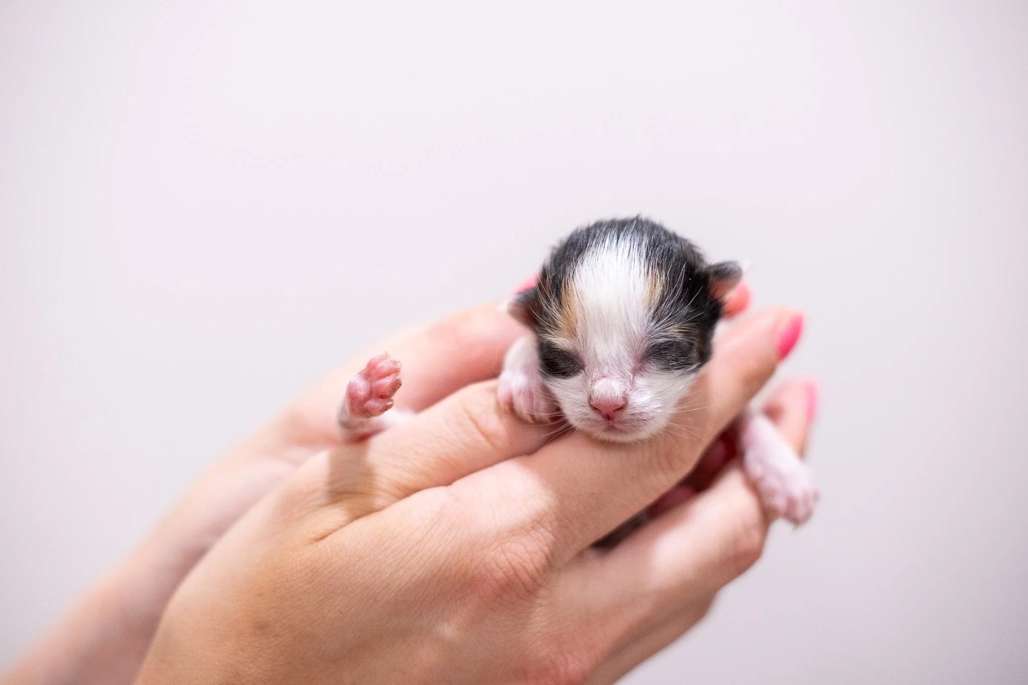 Pickles Kittens 070525-22.jpg