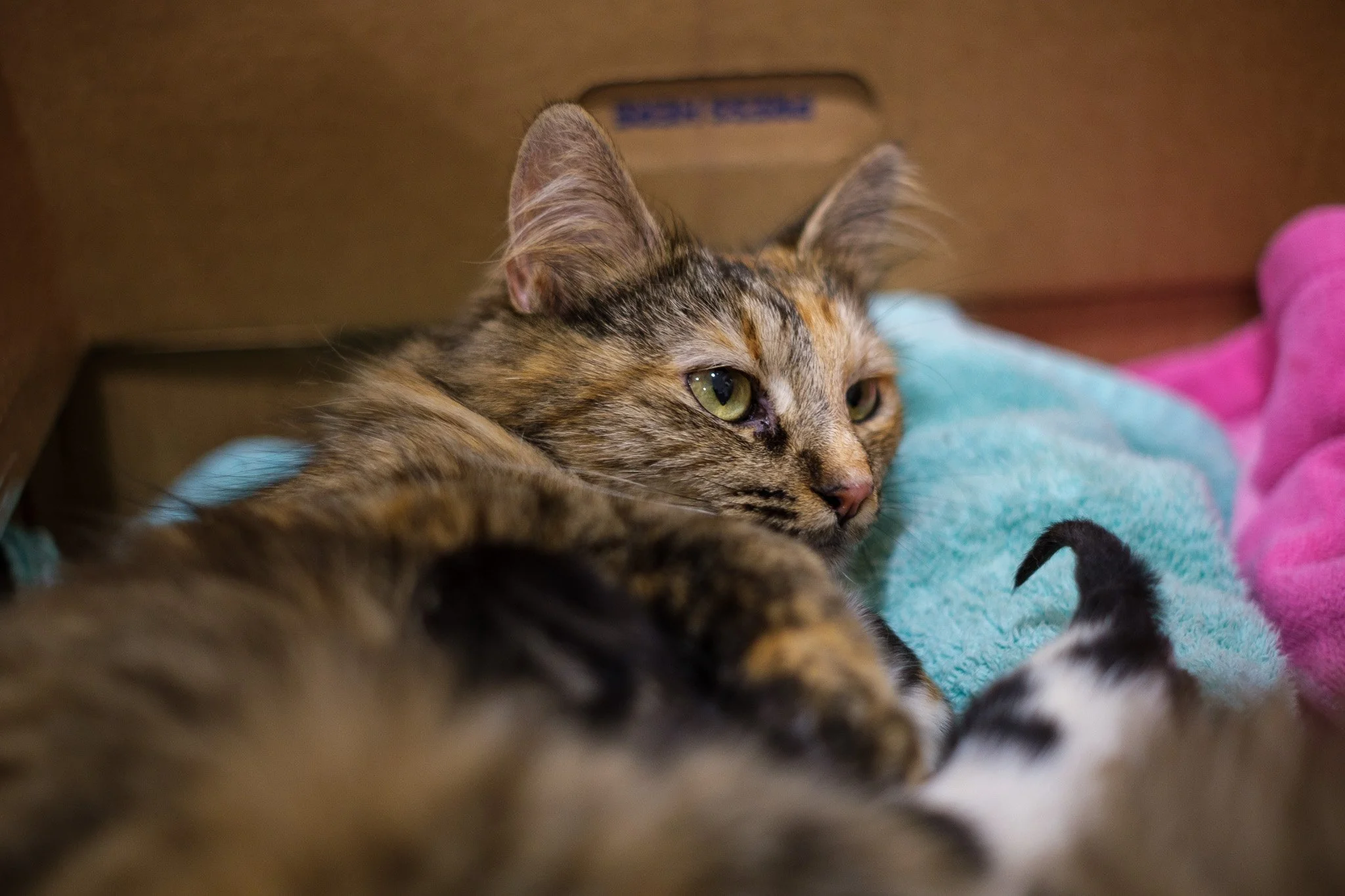 Pickles Kittens 070525-03.jpg