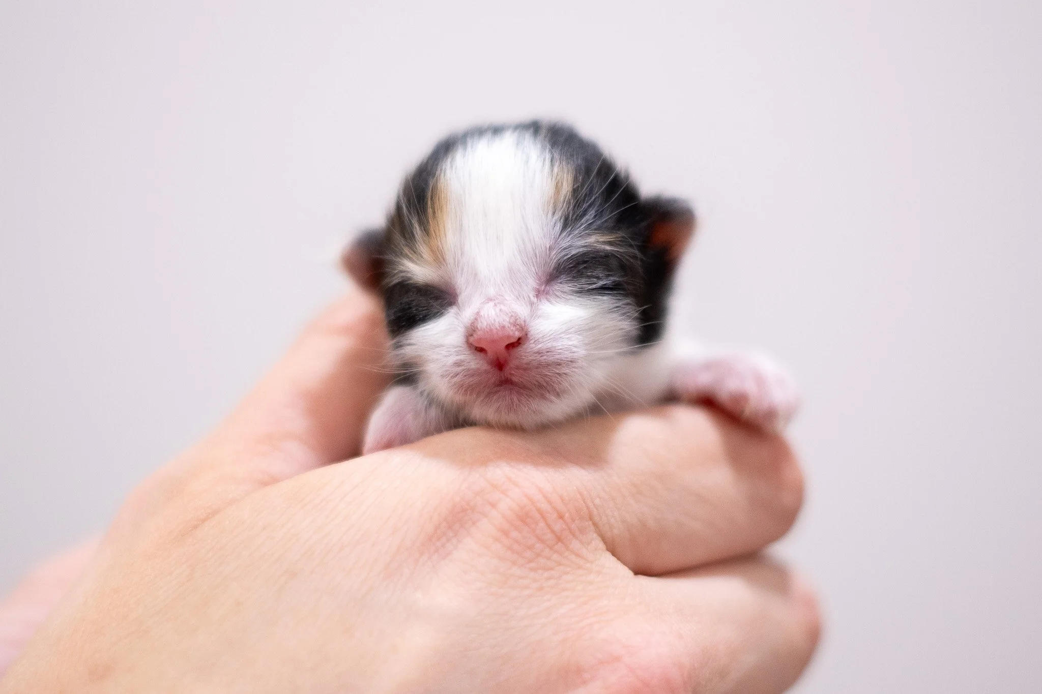 Pickles Kittens 070525-11.jpg