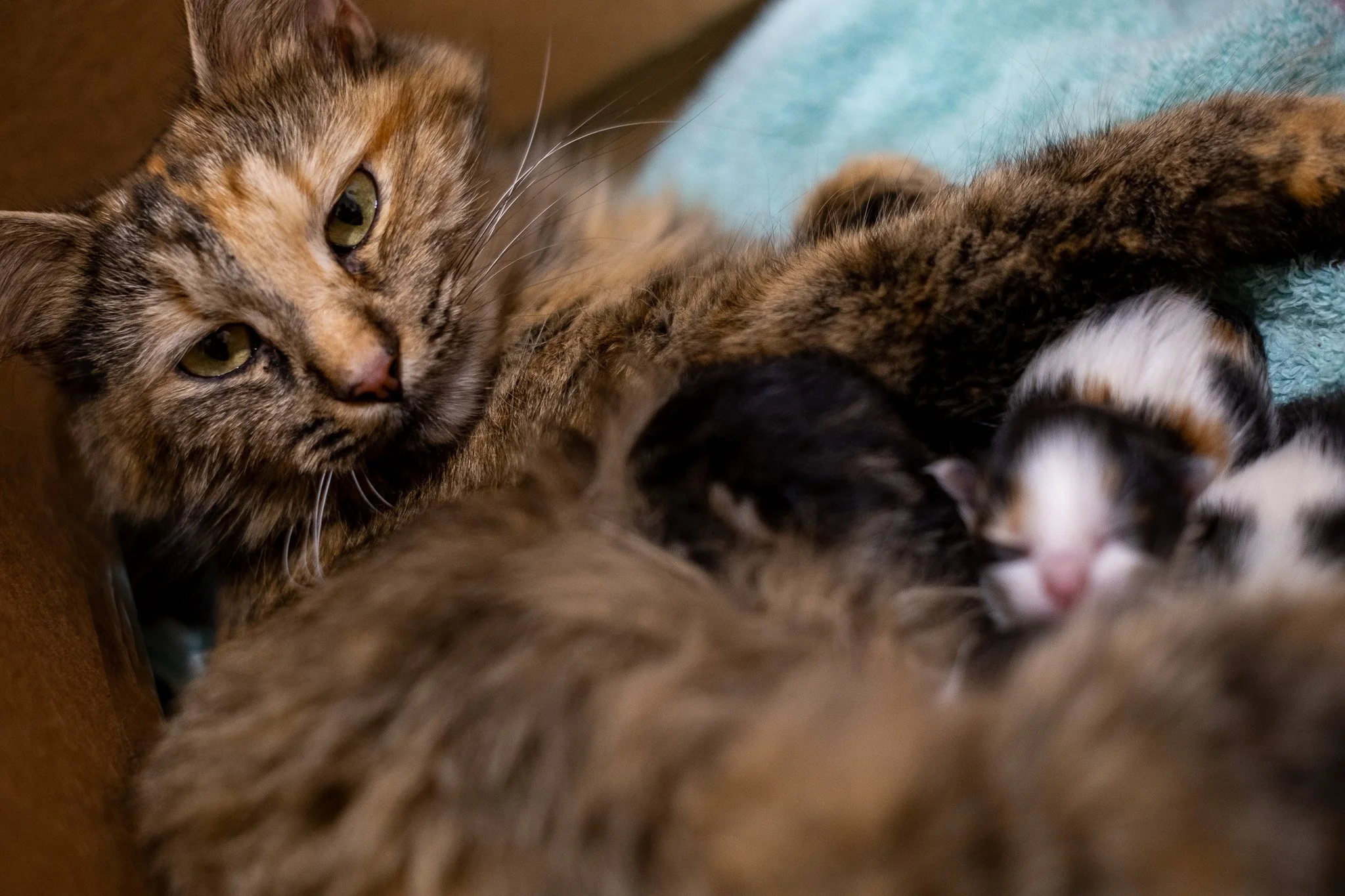 Pickles Kittens 070525-18.jpg