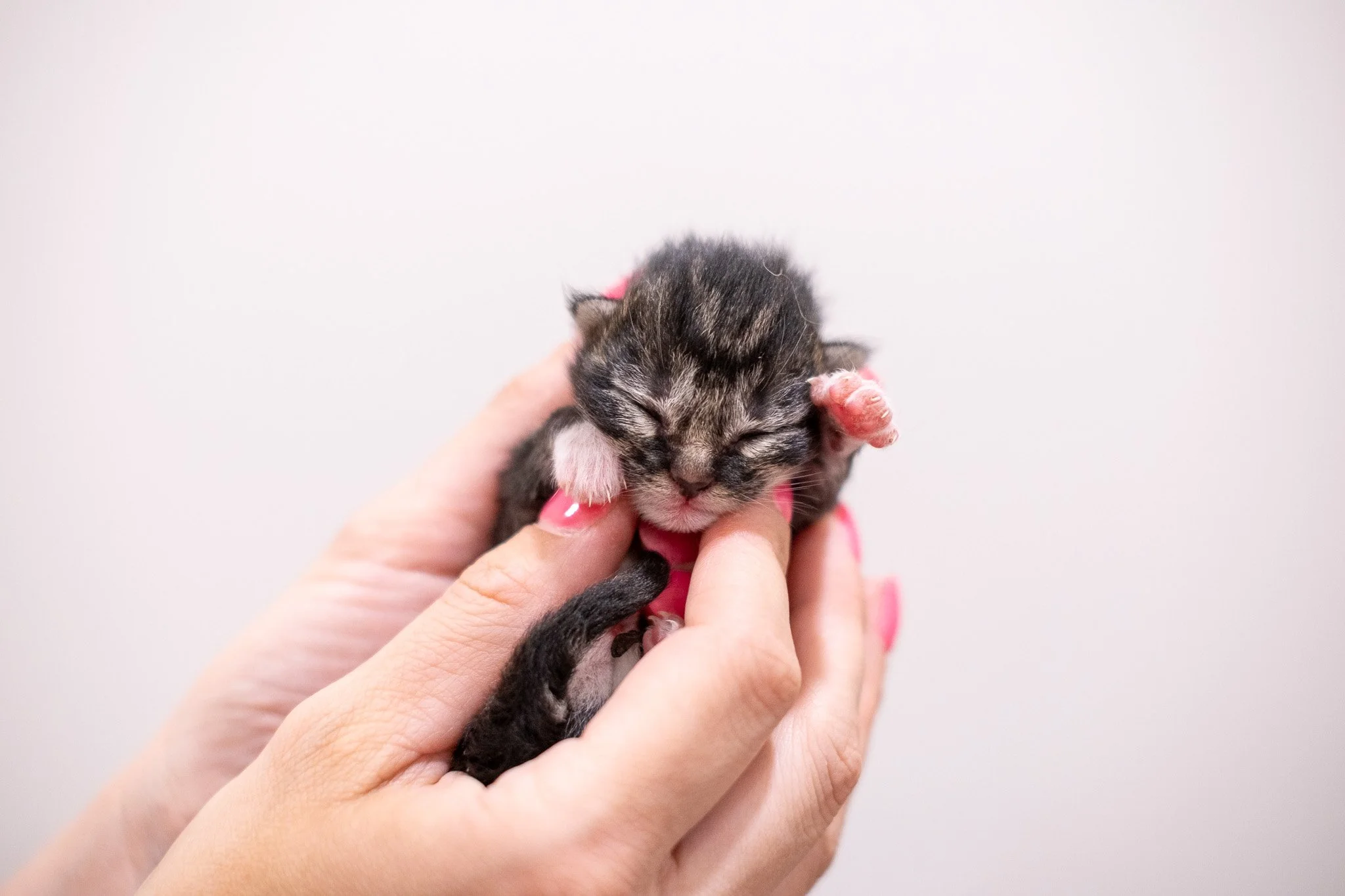 Pickles Kittens 070525-24.jpg