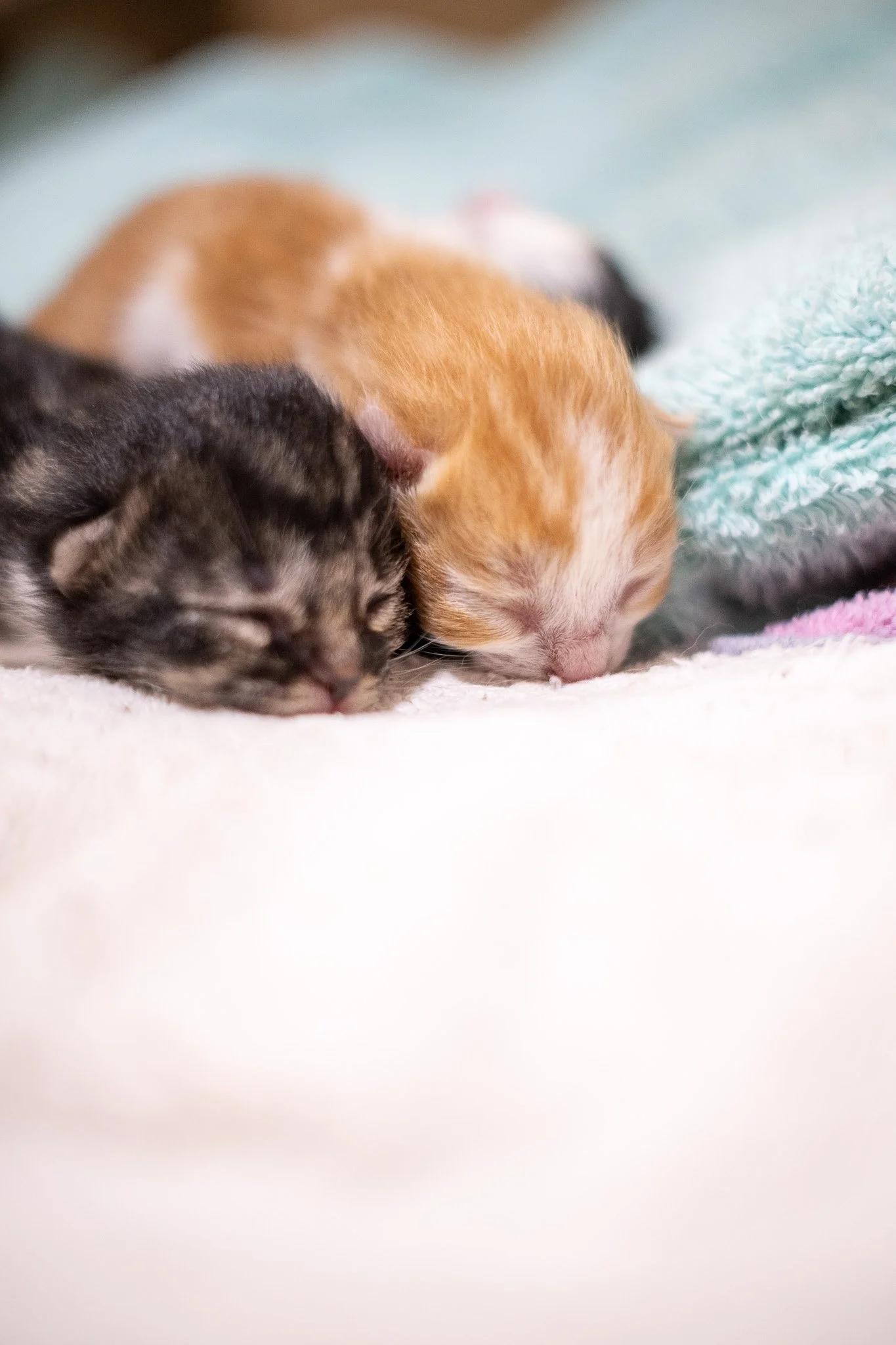 Pickles Kittens 070525-38.jpg