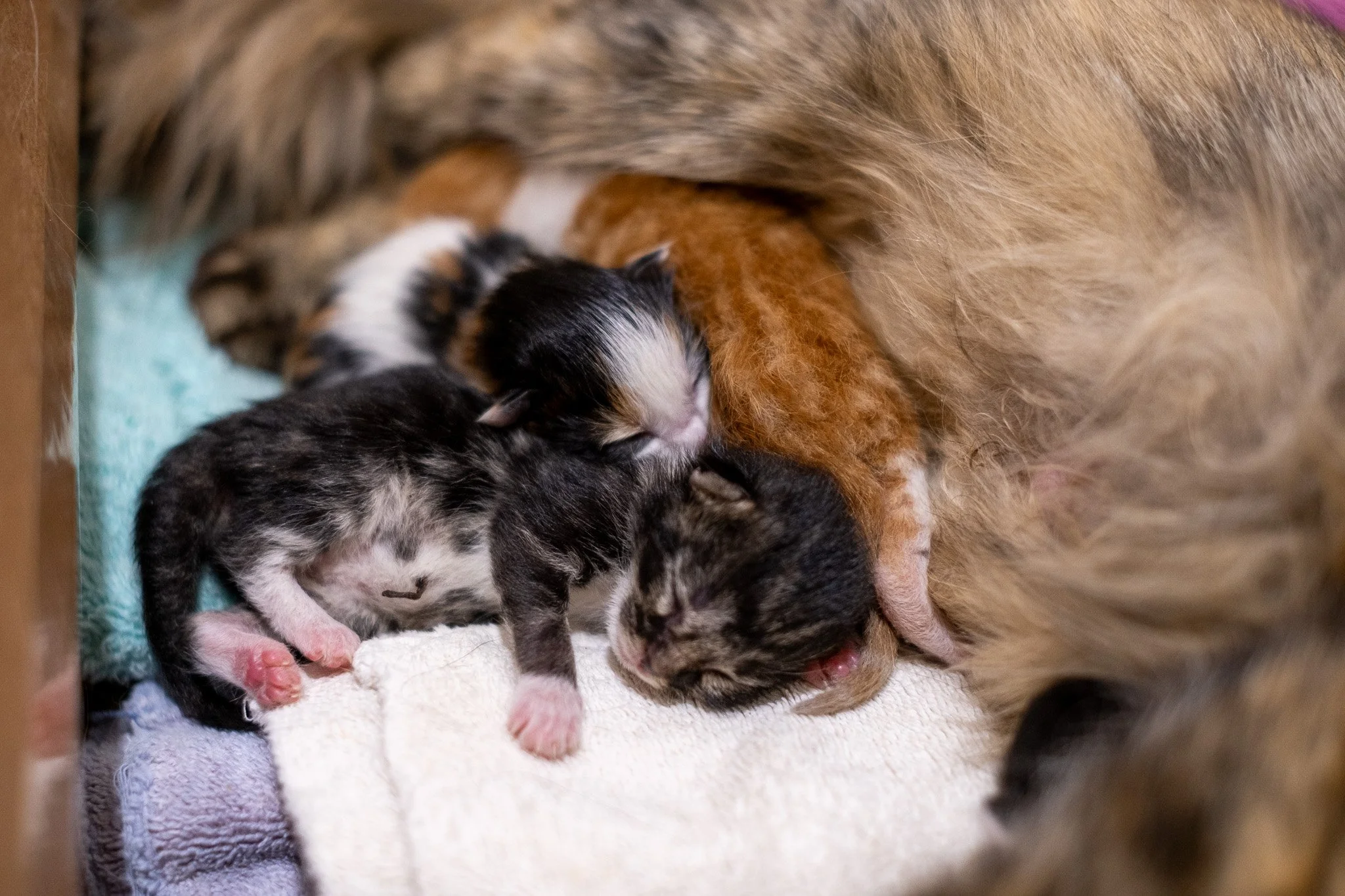Pickles Kittens 070525-26.jpg